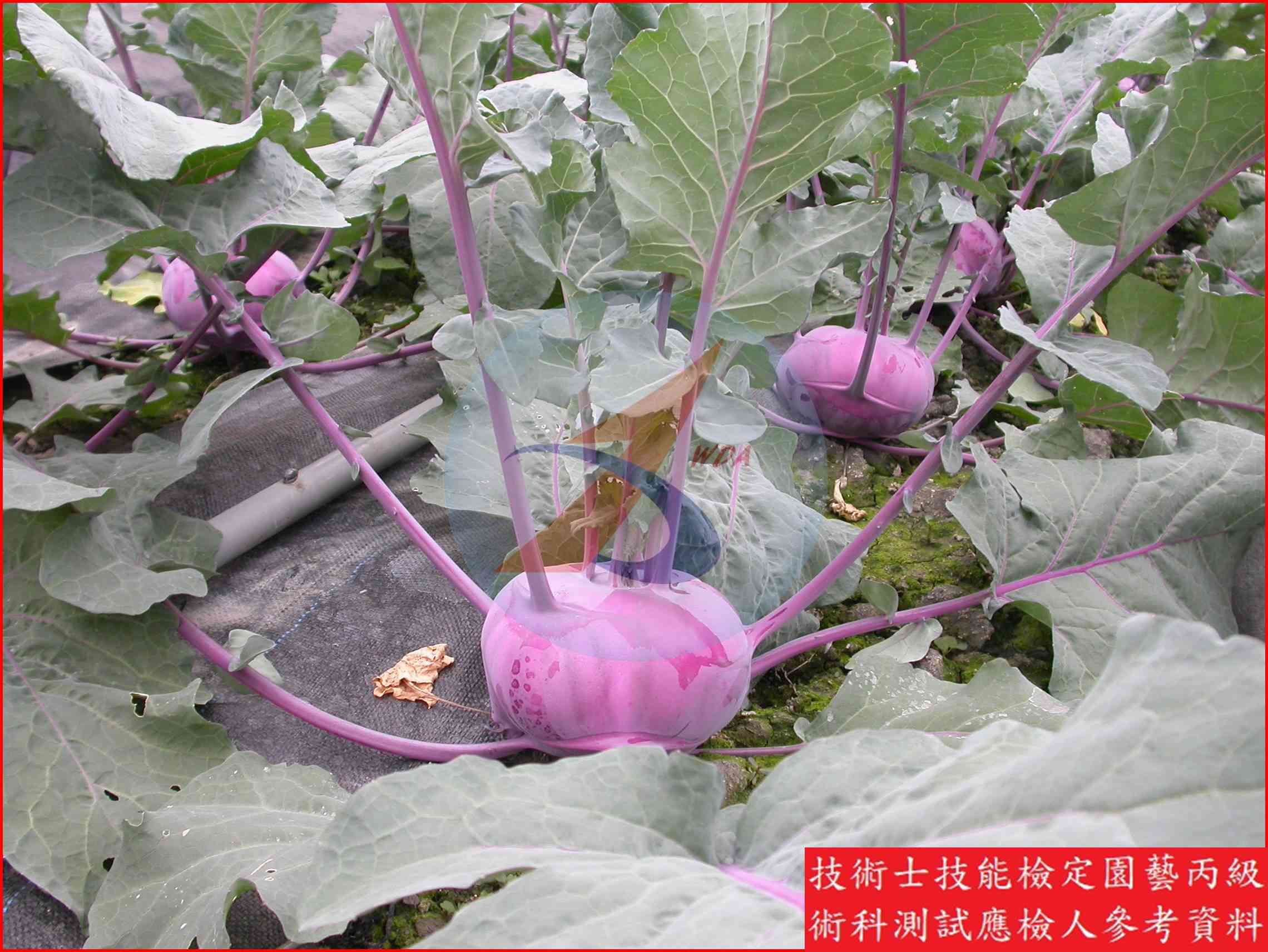 球莖甘藍 園藝丙級識別圖片 7
