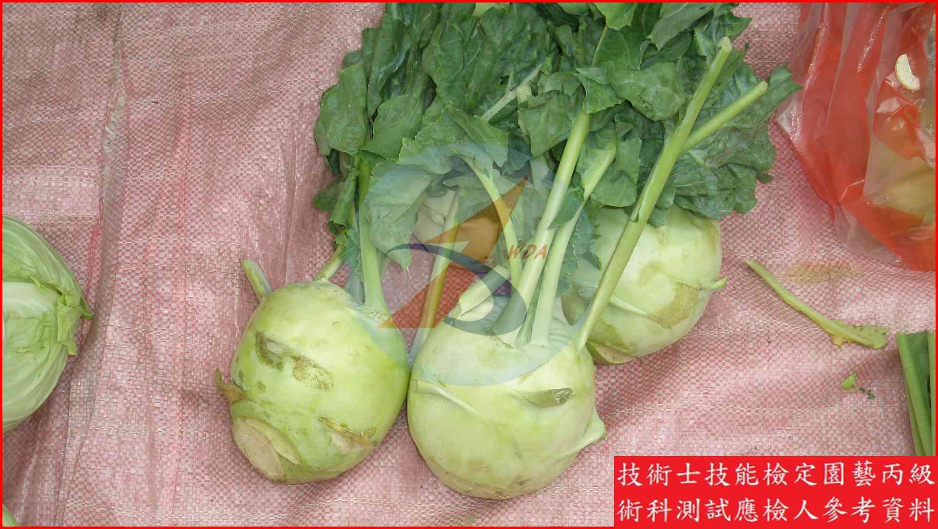 球莖甘藍 園藝丙級識別圖片 8