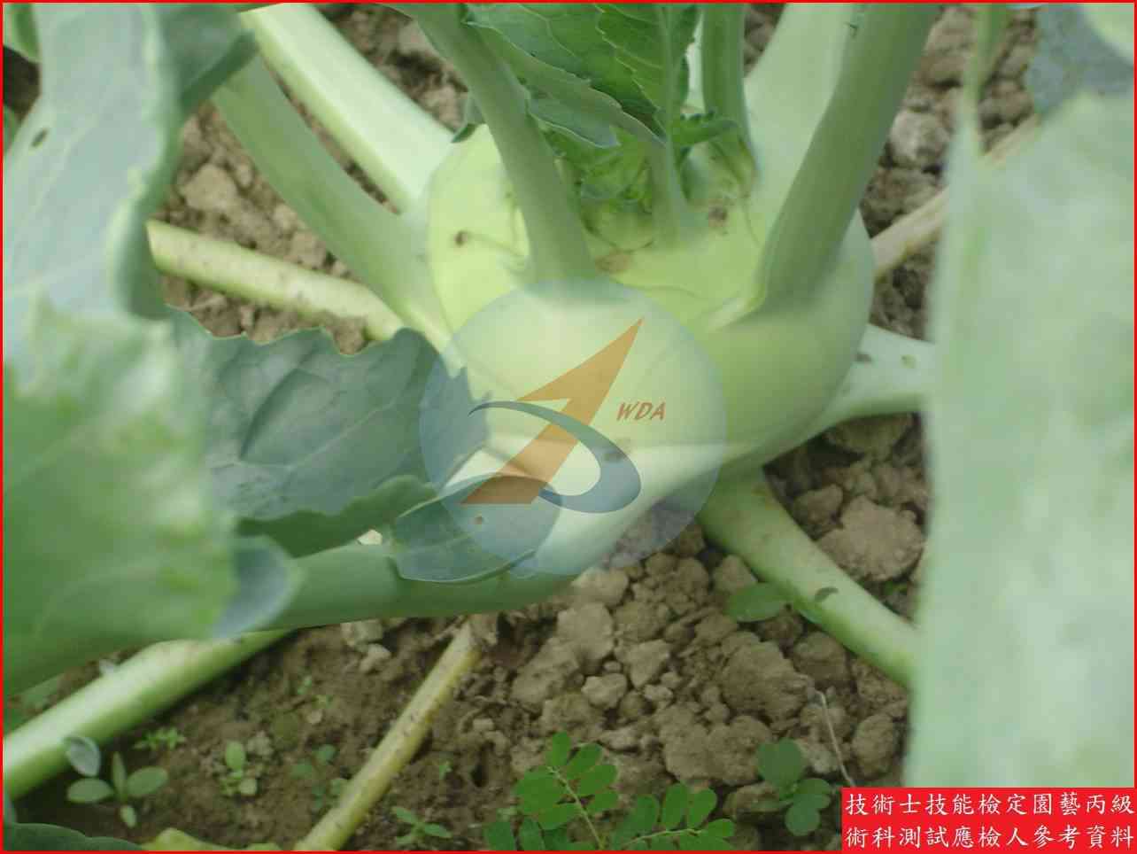 球莖甘藍 園藝丙級識別圖片 9