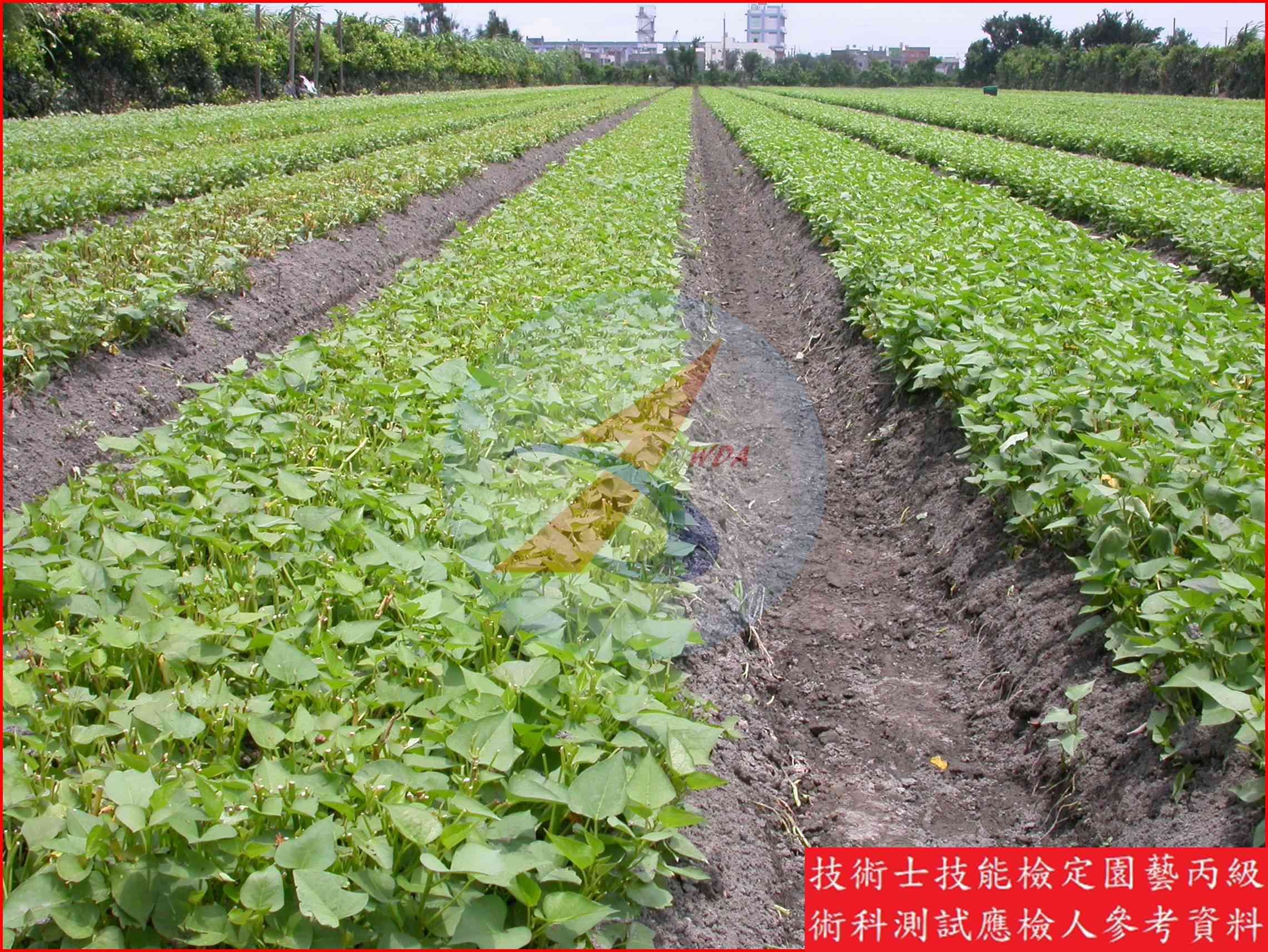 葉用甘藷 園藝丙級辨識圖片