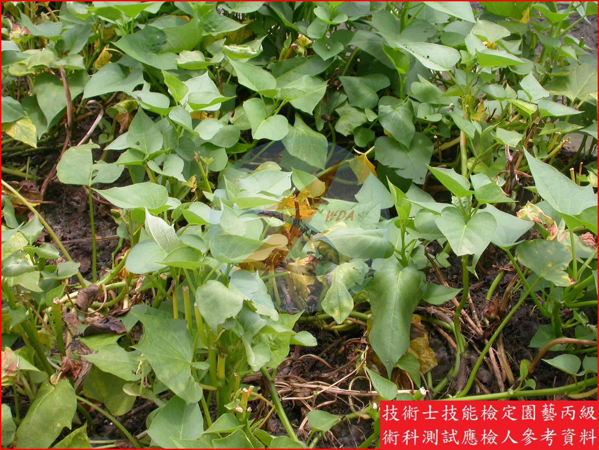 葉用甘藷 園藝丙級識別圖片 2