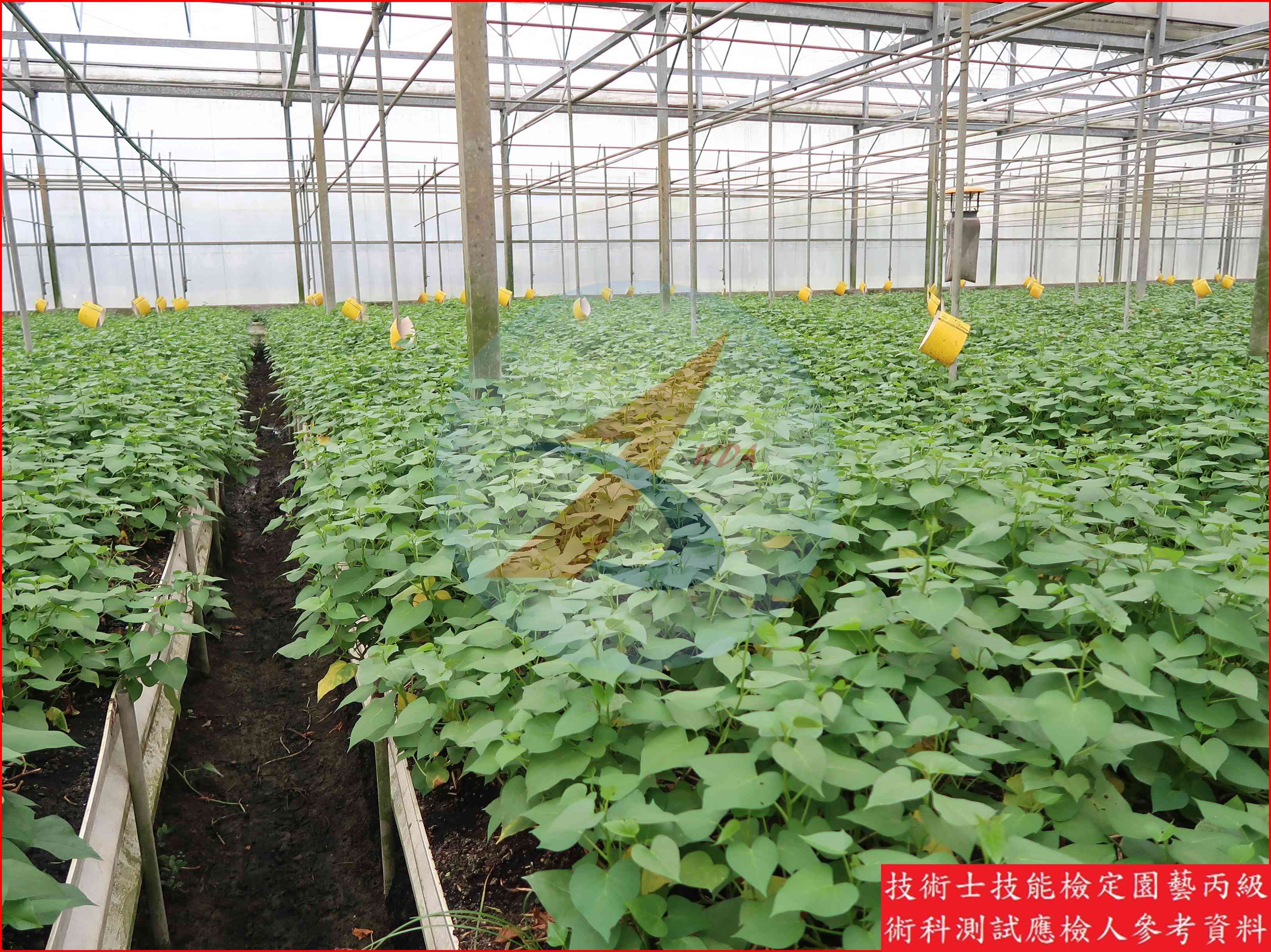 葉用甘藷 園藝丙級識別圖片 3
