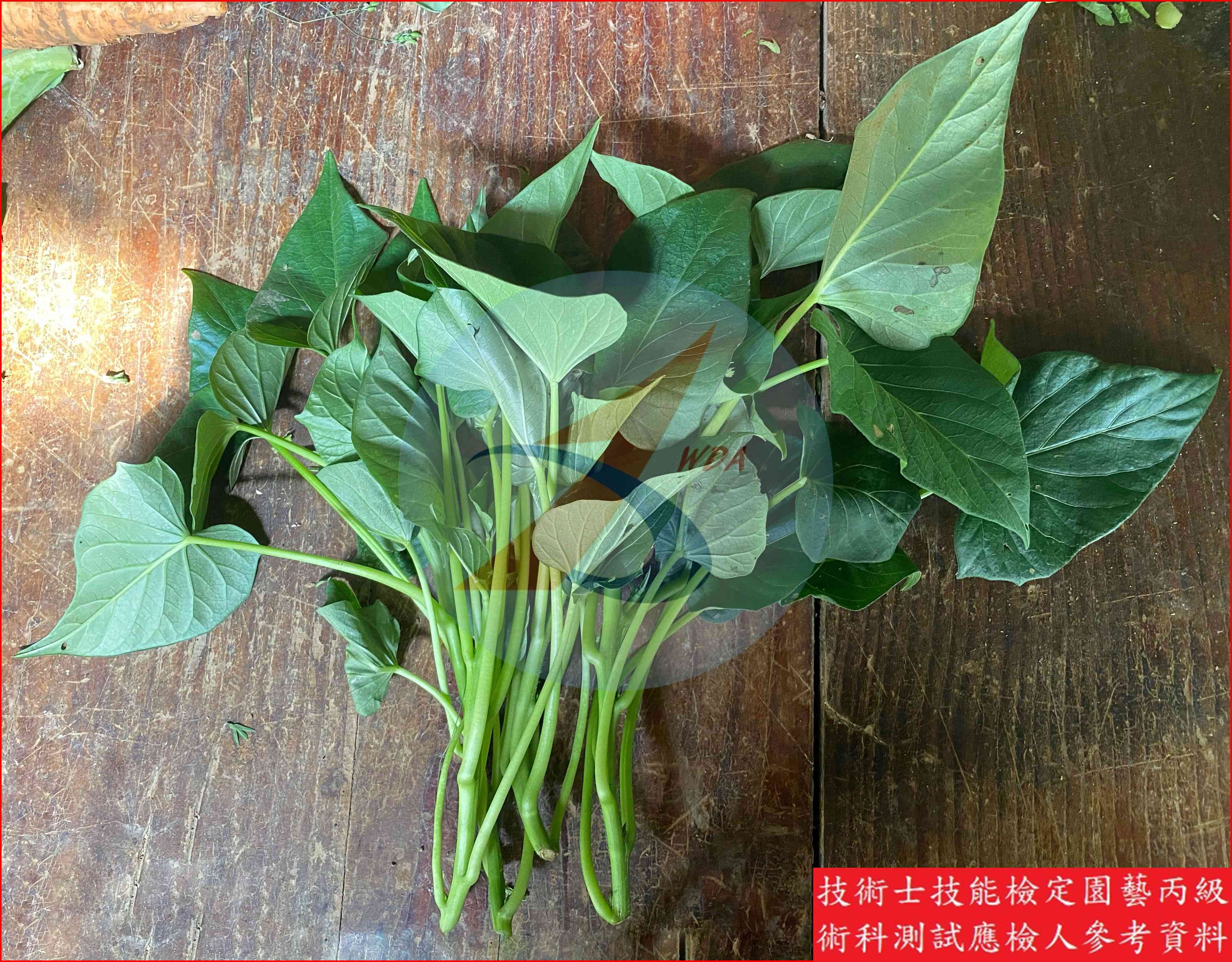 葉用甘藷 園藝丙級識別圖片 5