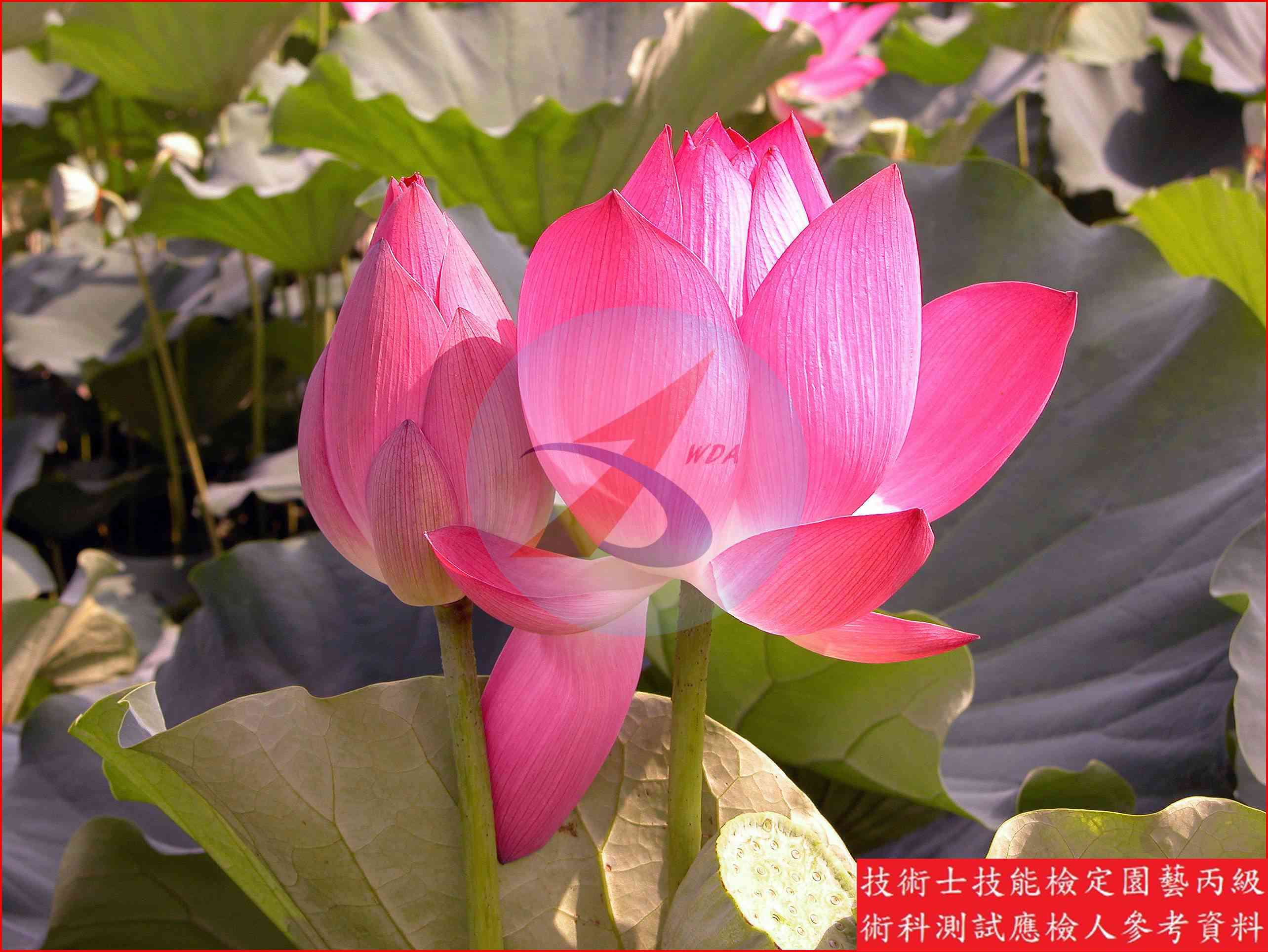 荷花 / 睡蓮 比較主圖