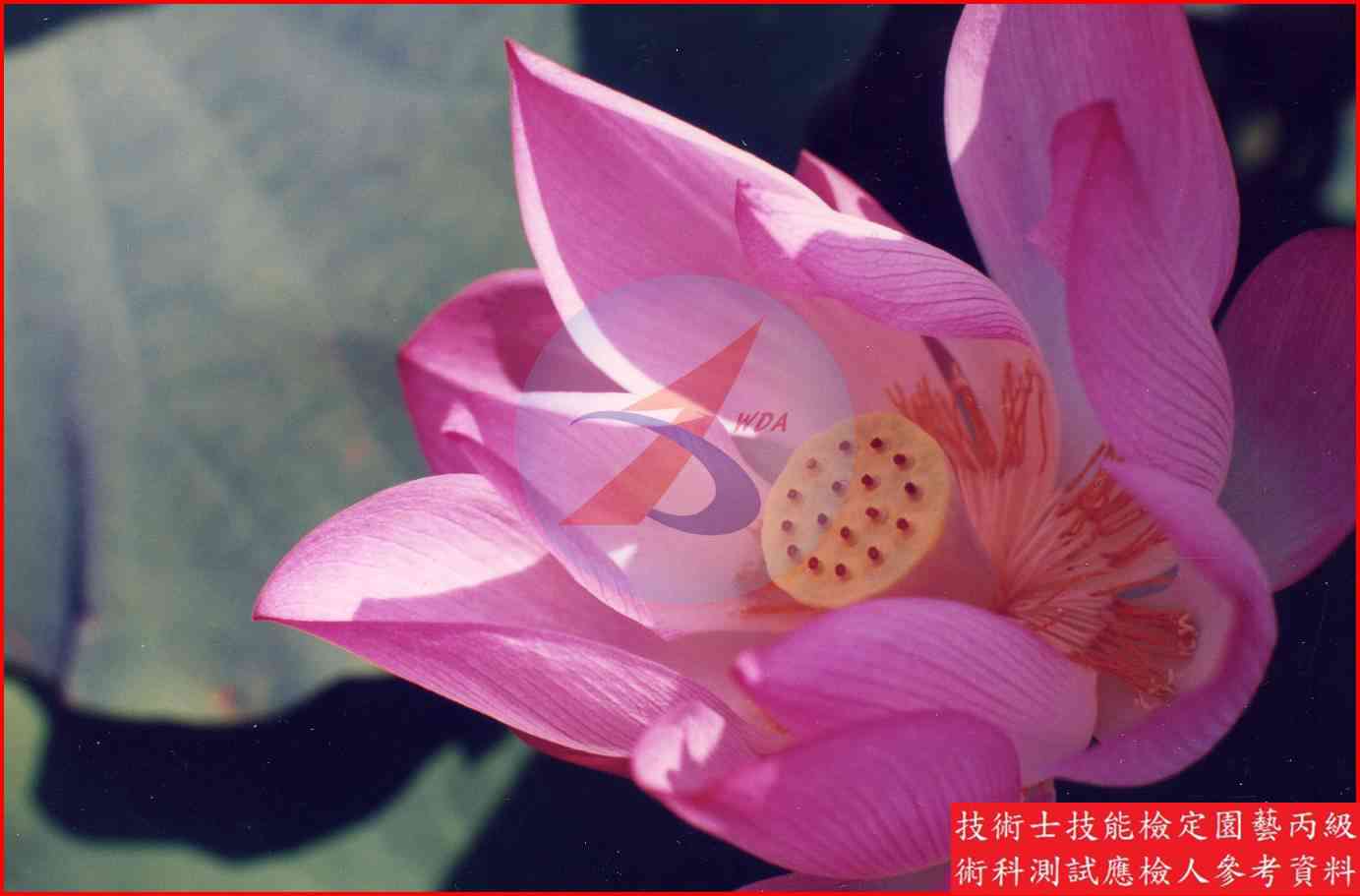 荷花 園藝丙級識別圖片 10