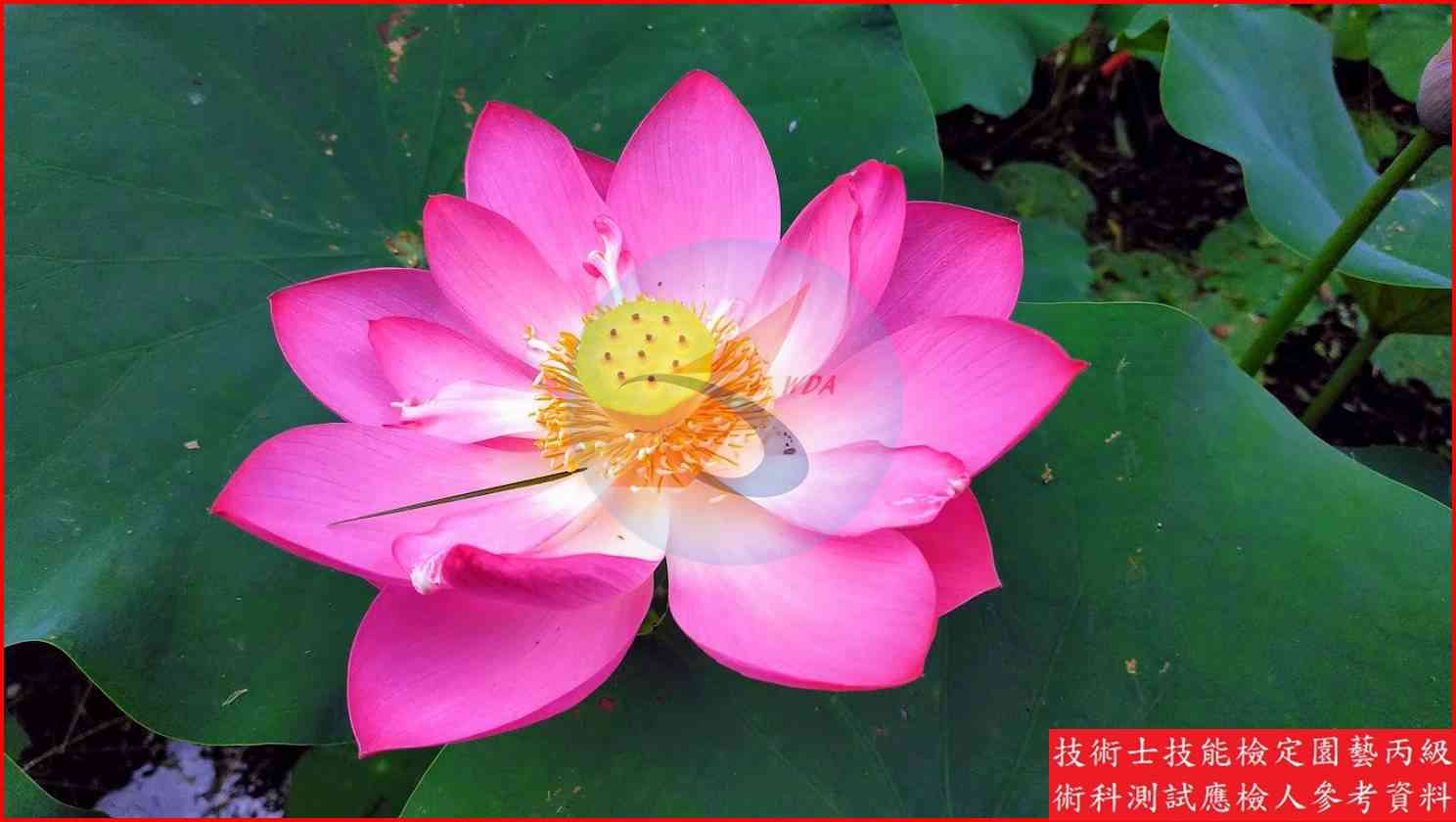 荷花 園藝丙級識別圖片 11