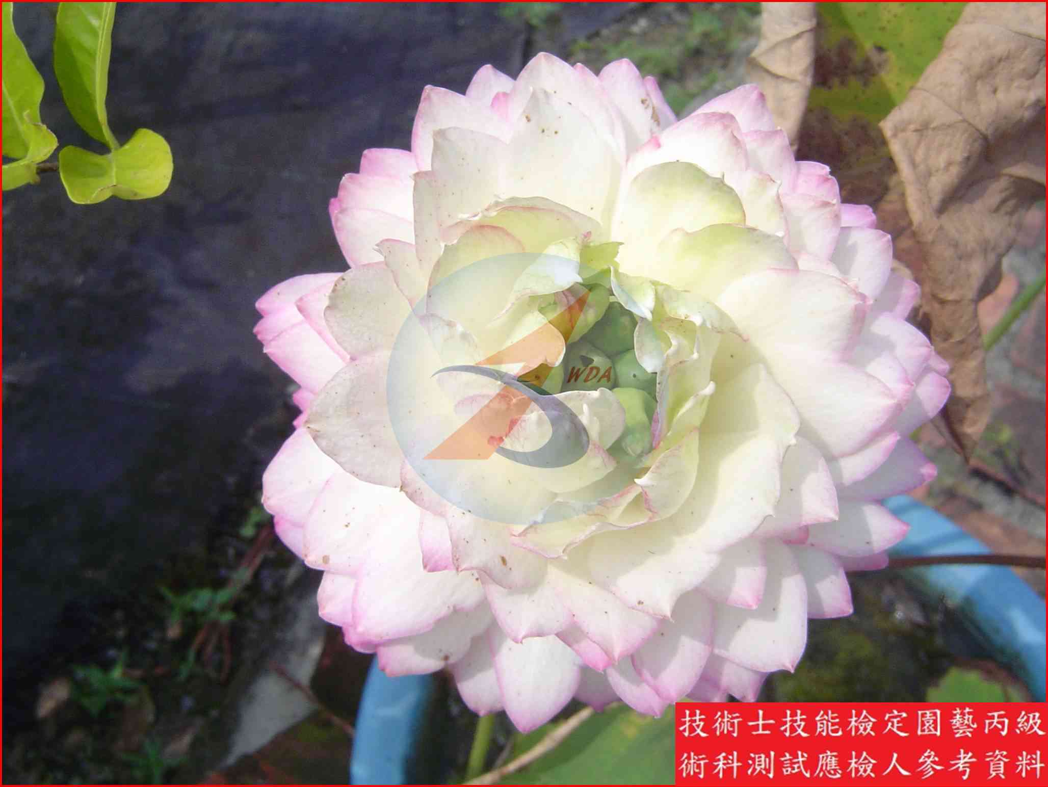 荷花 園藝丙級識別圖片 14