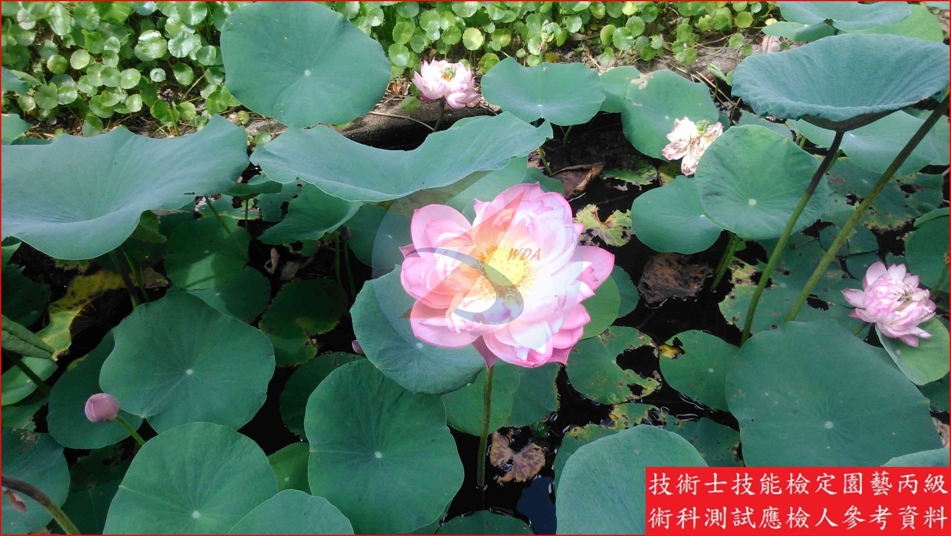荷花 園藝丙級識別圖片 15
