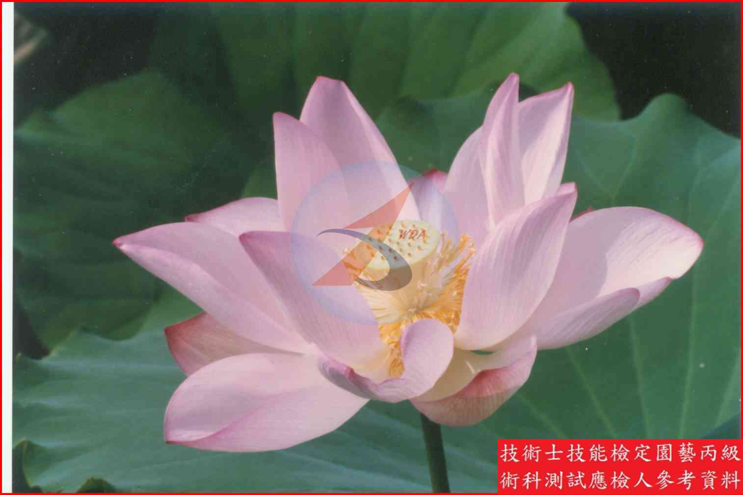 荷花 園藝丙級識別圖片 2