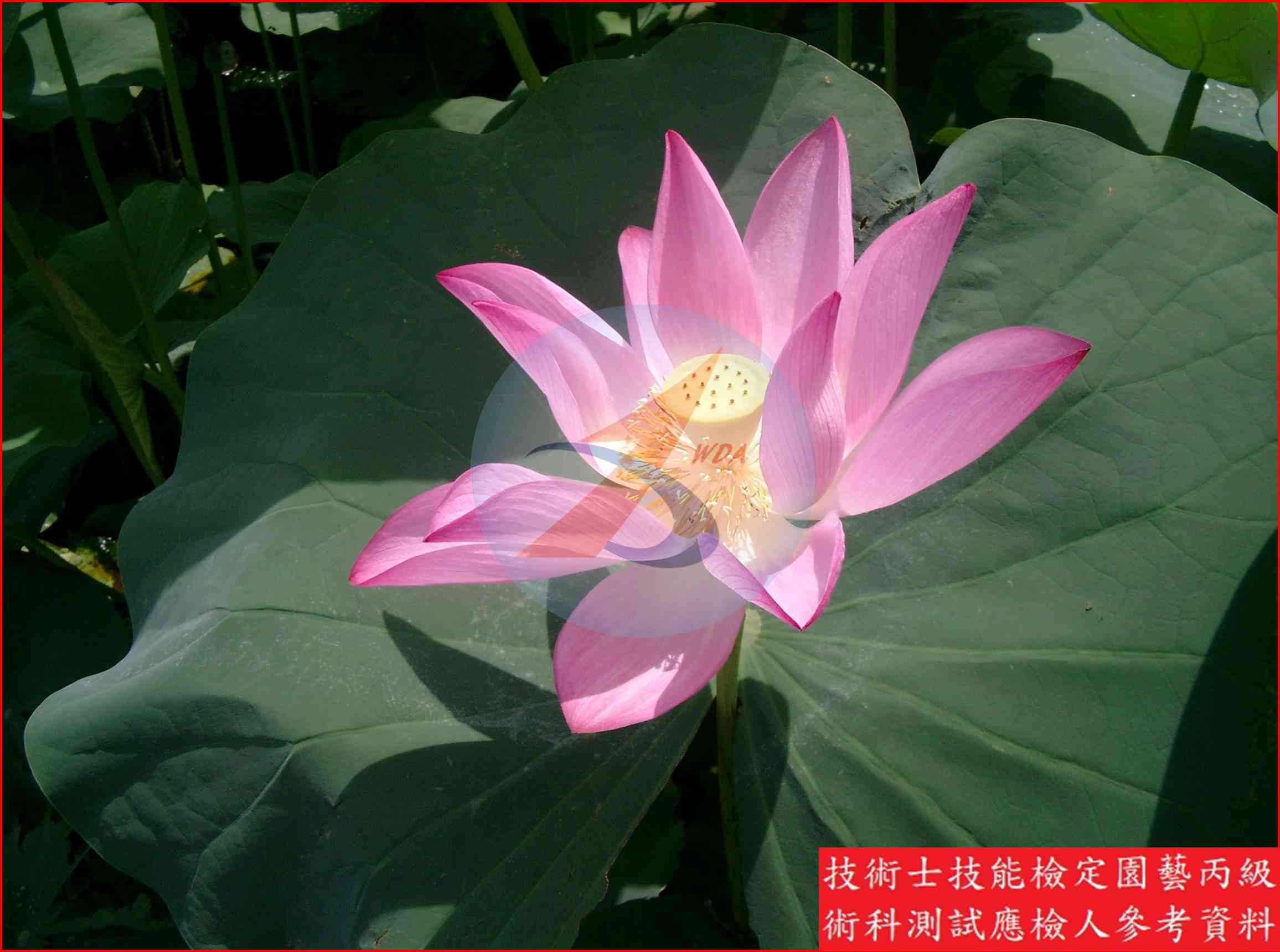 荷花 園藝丙級識別圖片 3