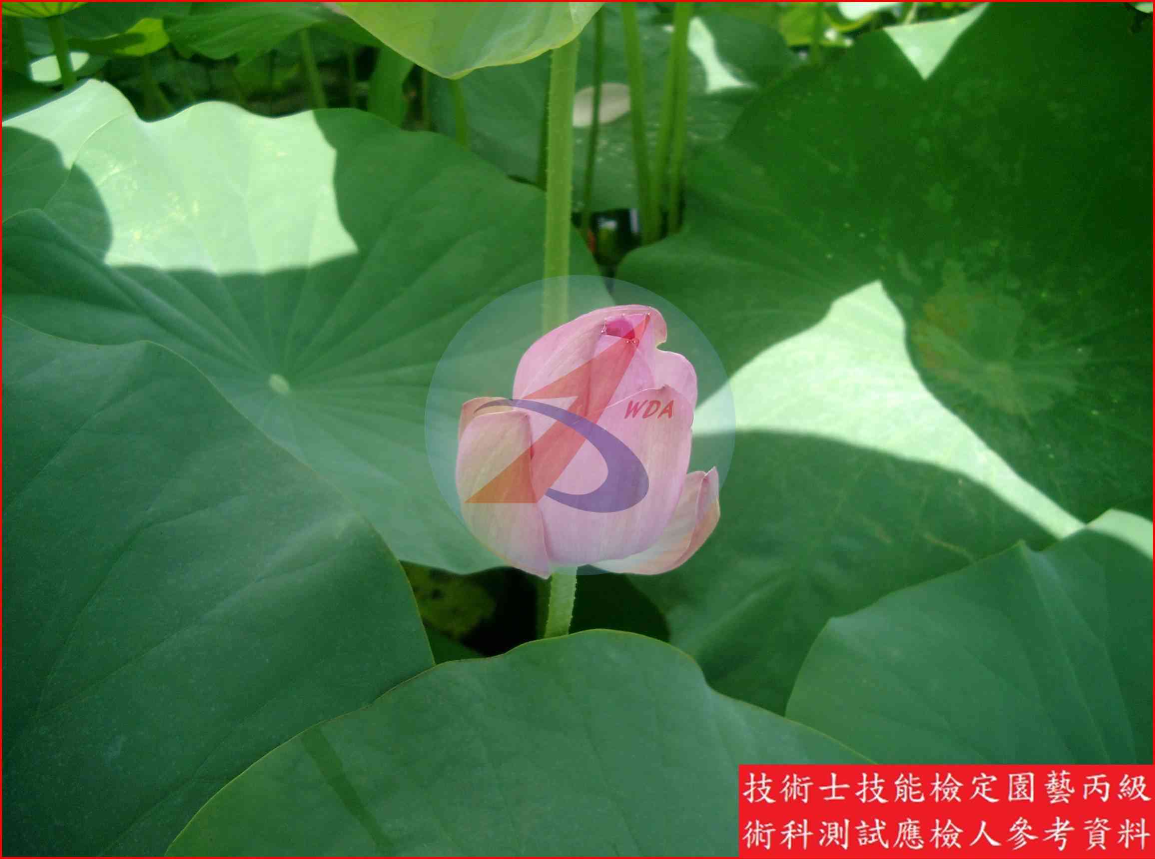 荷花 園藝丙級識別圖片 4