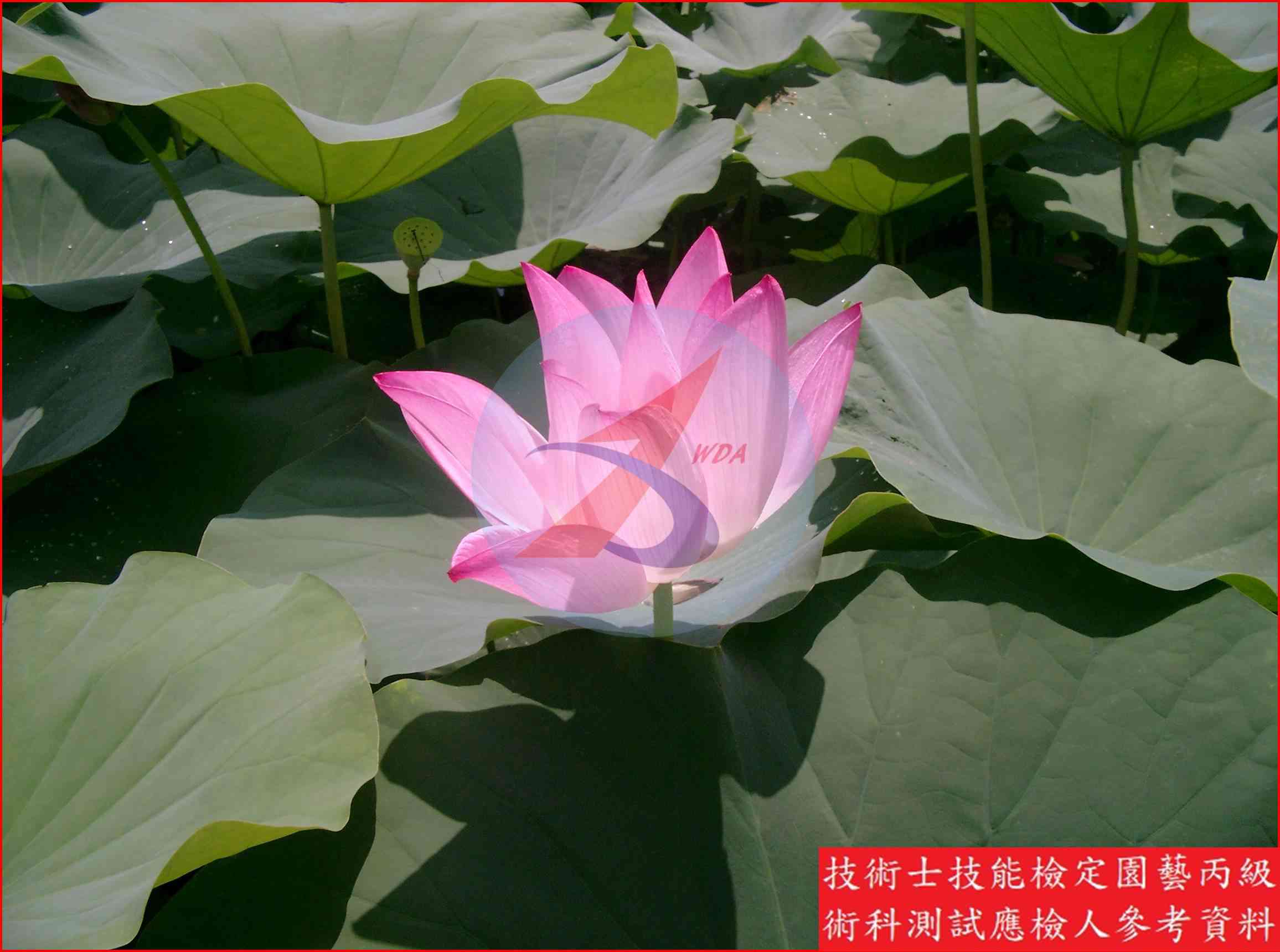 荷花 園藝丙級識別圖片 5