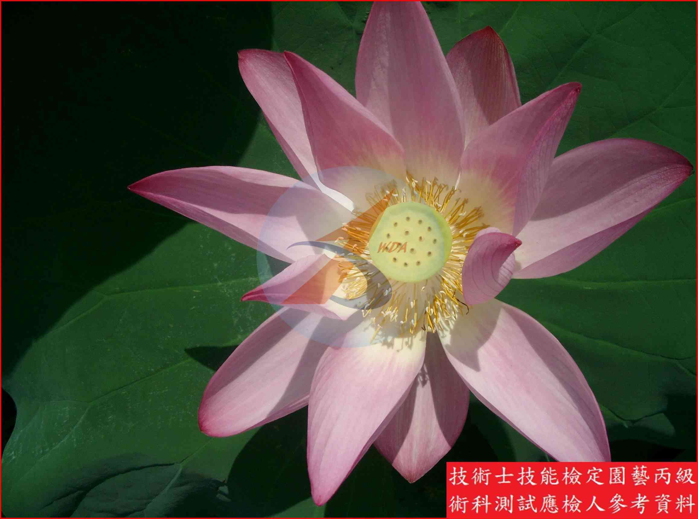 荷花 園藝丙級識別圖片 6