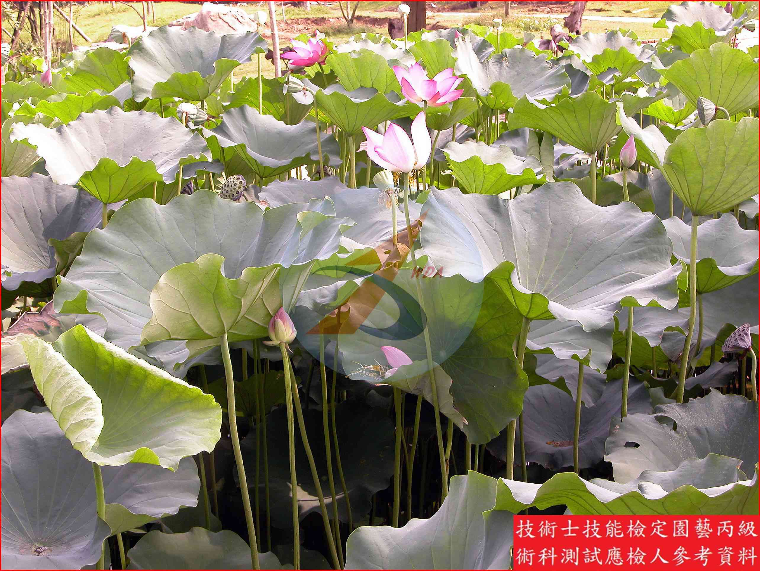 荷花 園藝丙級識別圖片 8
