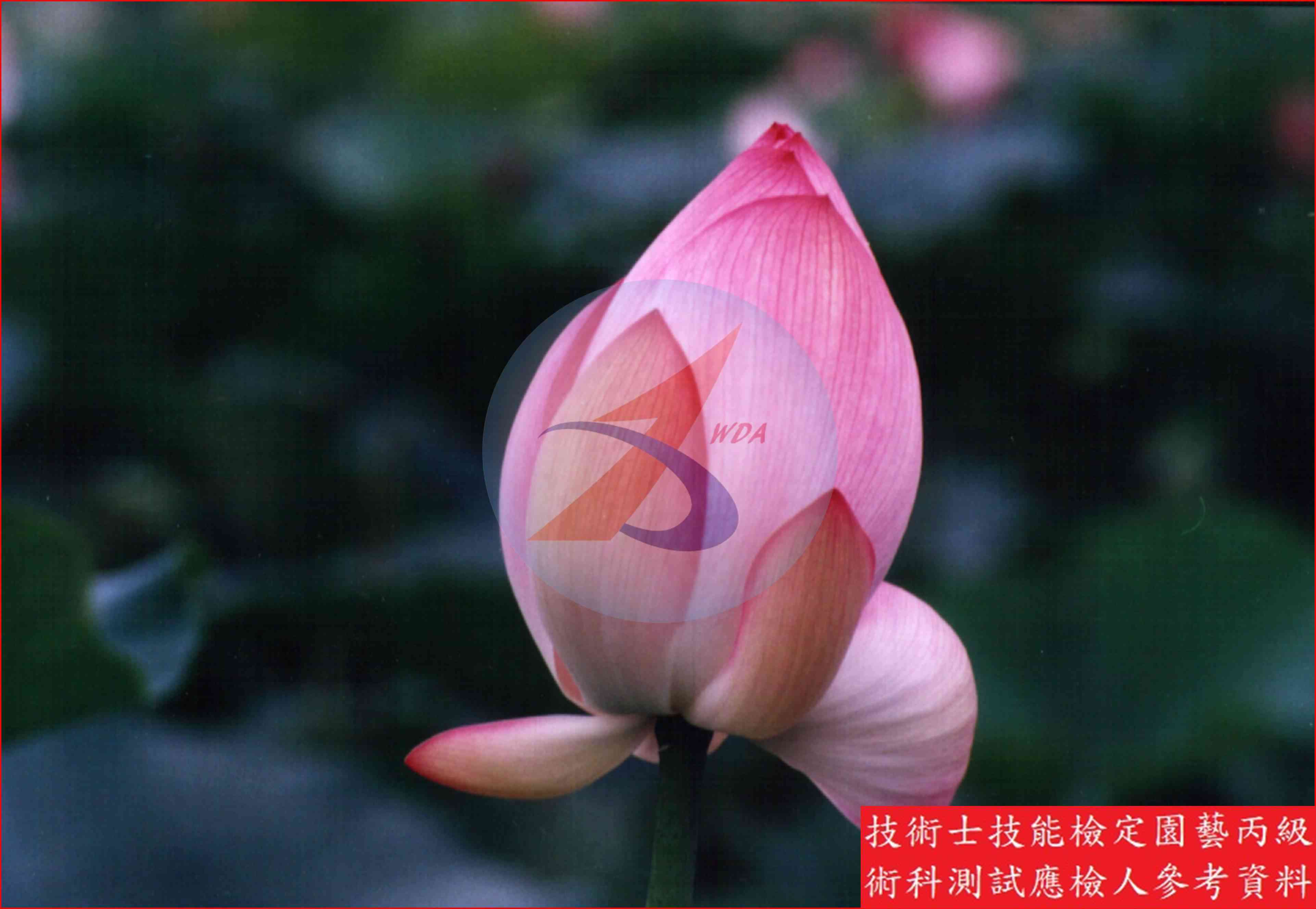 荷花 園藝丙級識別圖片 9