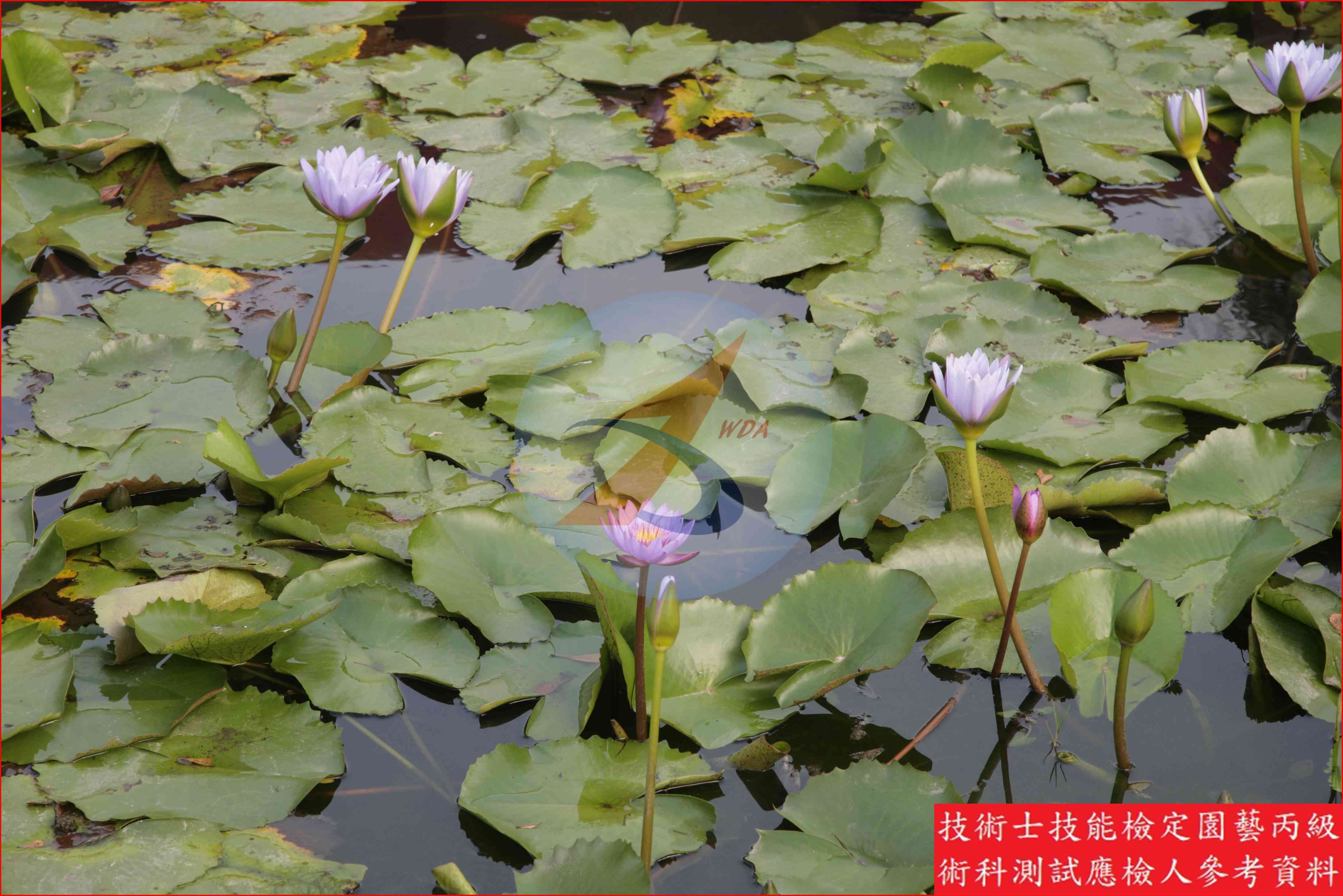 睡蓮 園藝丙級識別主圖