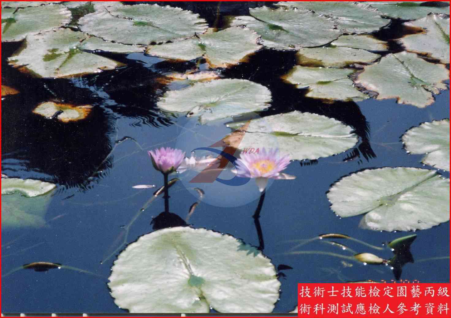 睡蓮 園藝丙級識別圖片 5