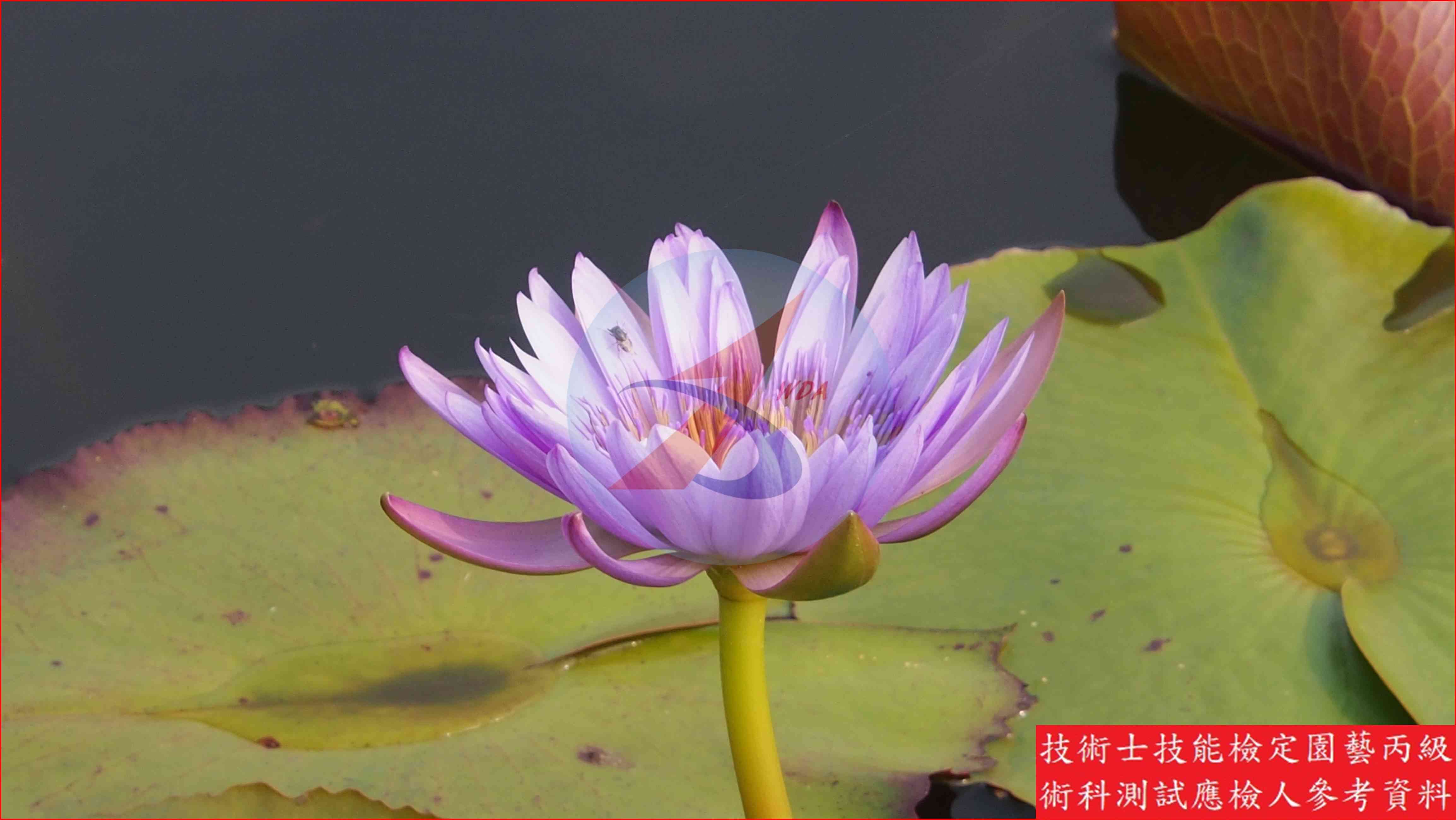 睡蓮 園藝丙級識別圖片 6