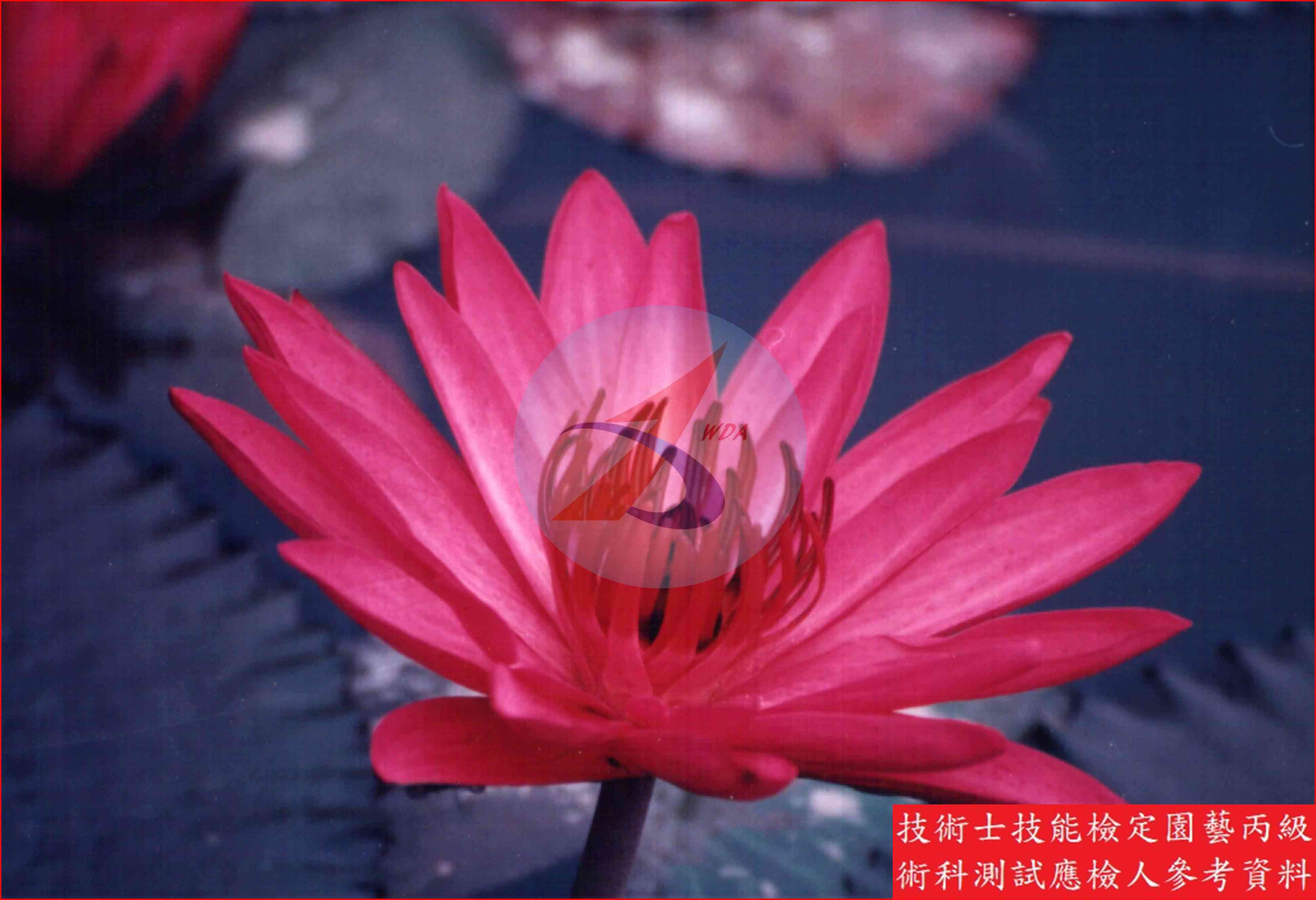 睡蓮 園藝丙級識別圖片 7