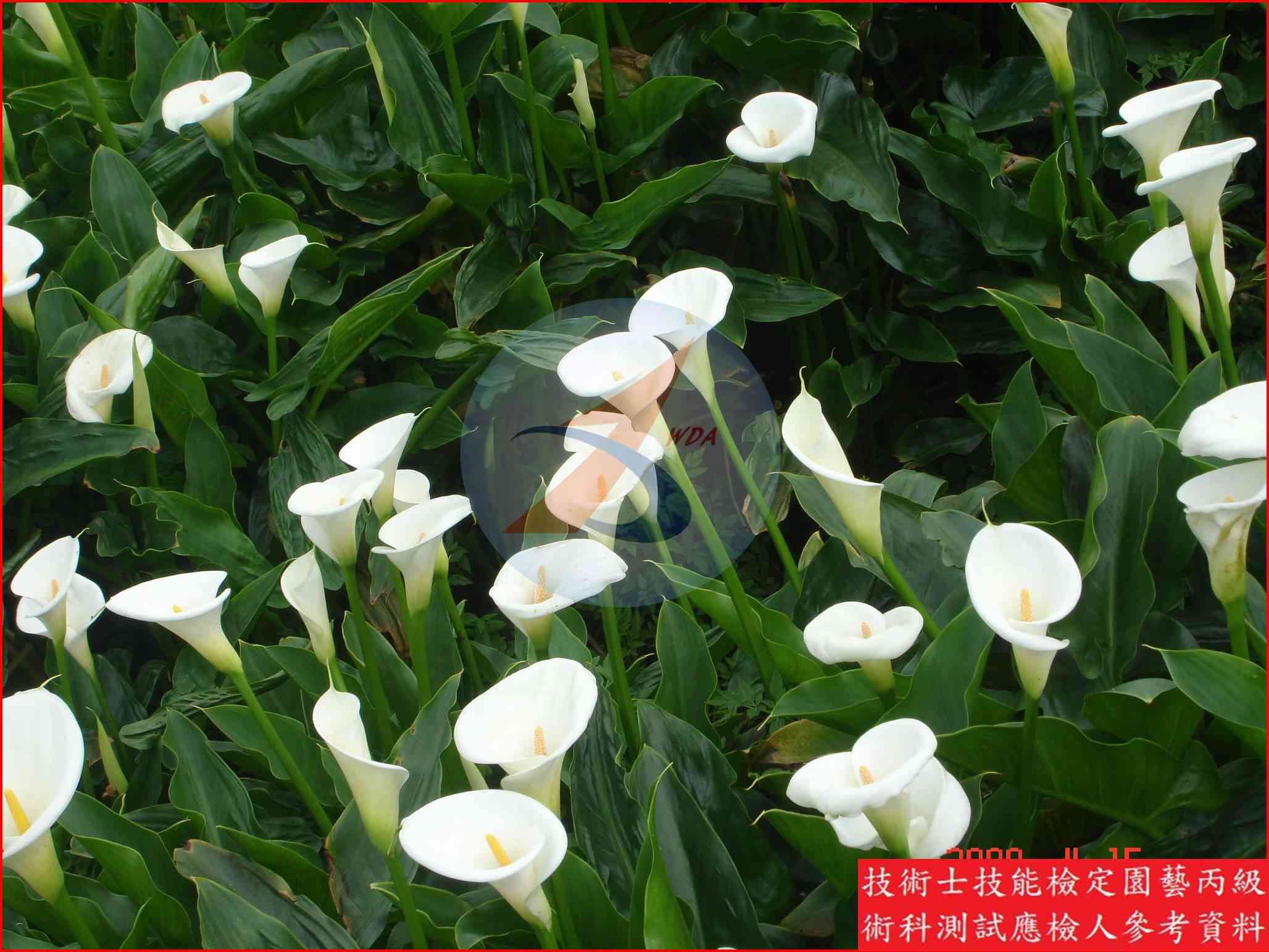 海芋 / 彩色海芋 比較主圖
