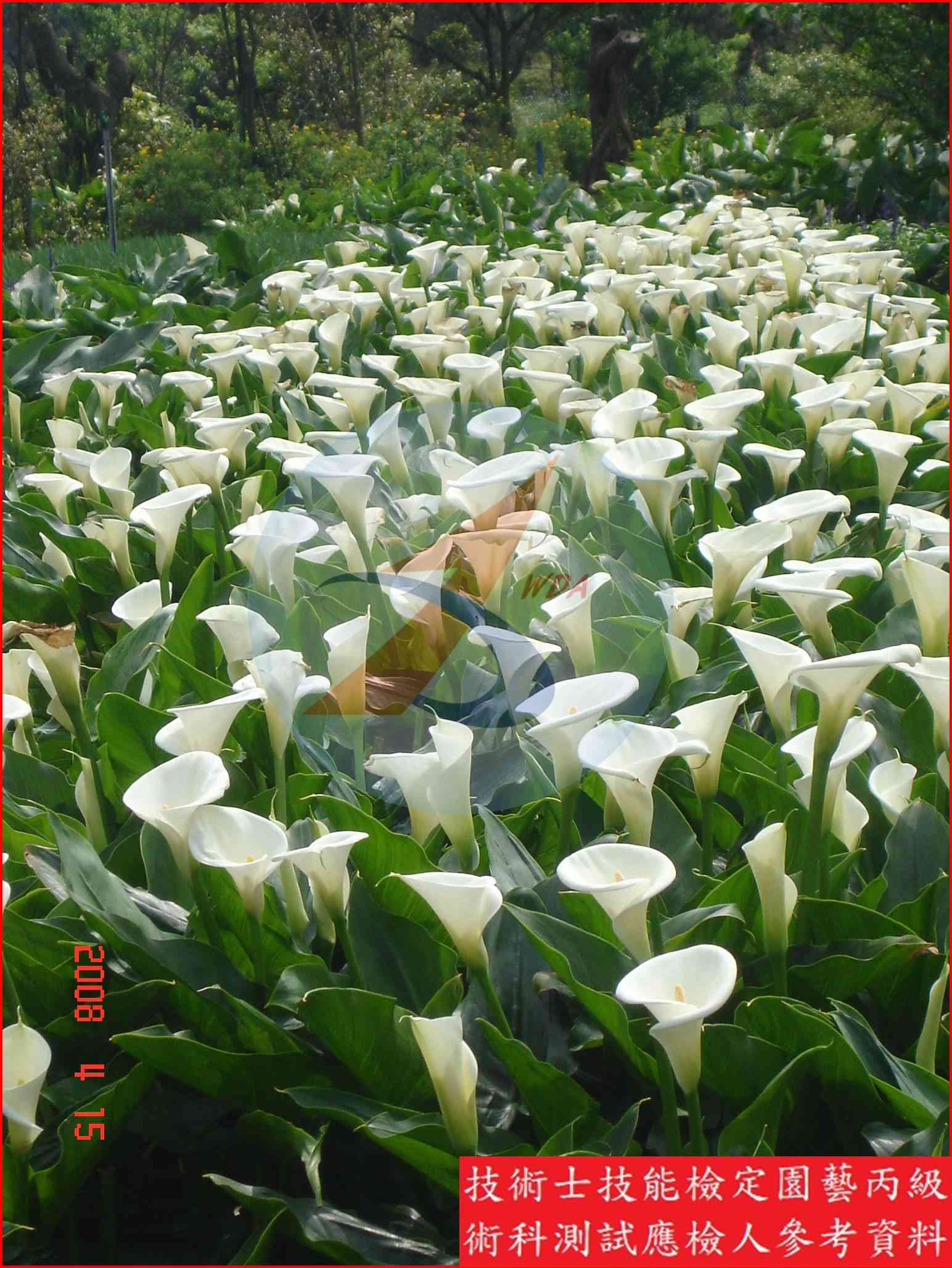 海芋 園藝丙級識別圖片 2