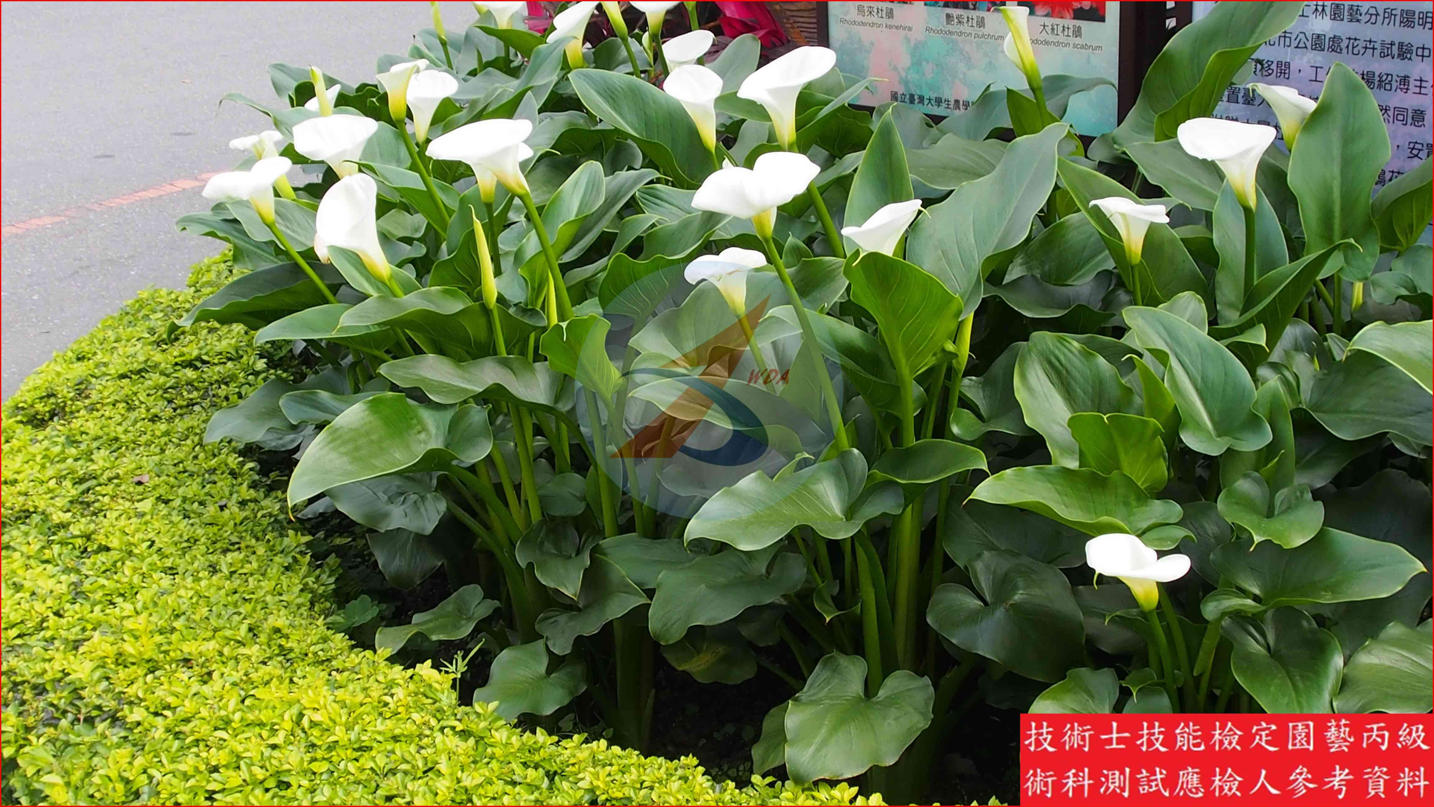 海芋 園藝丙級識別圖片 3