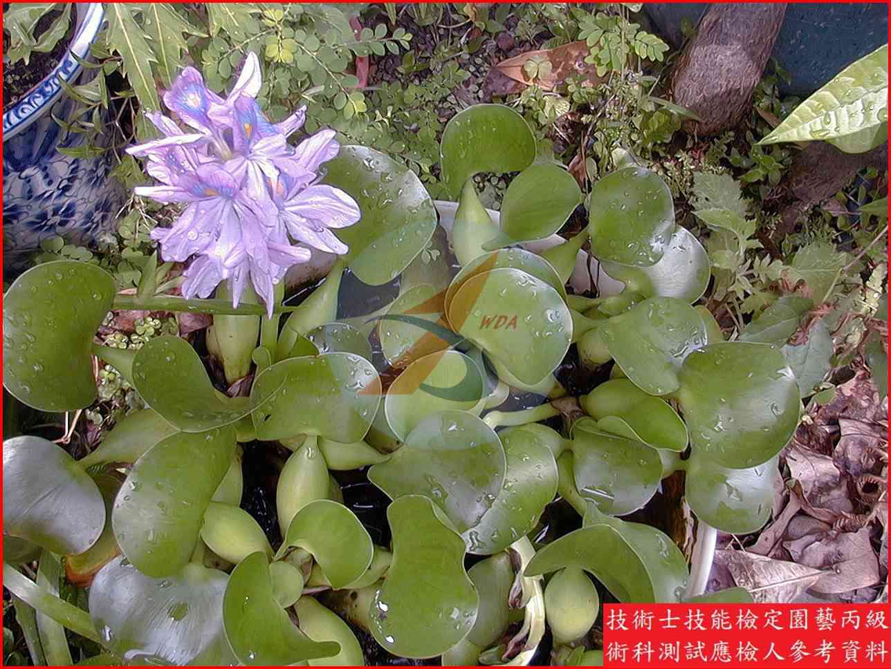 布袋蓮 / 大萍 比較主圖