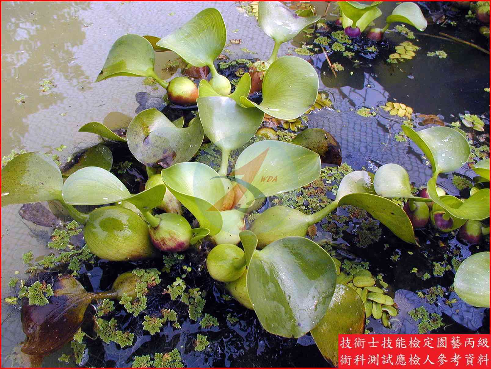 布袋蓮 園藝丙級識別圖片 2