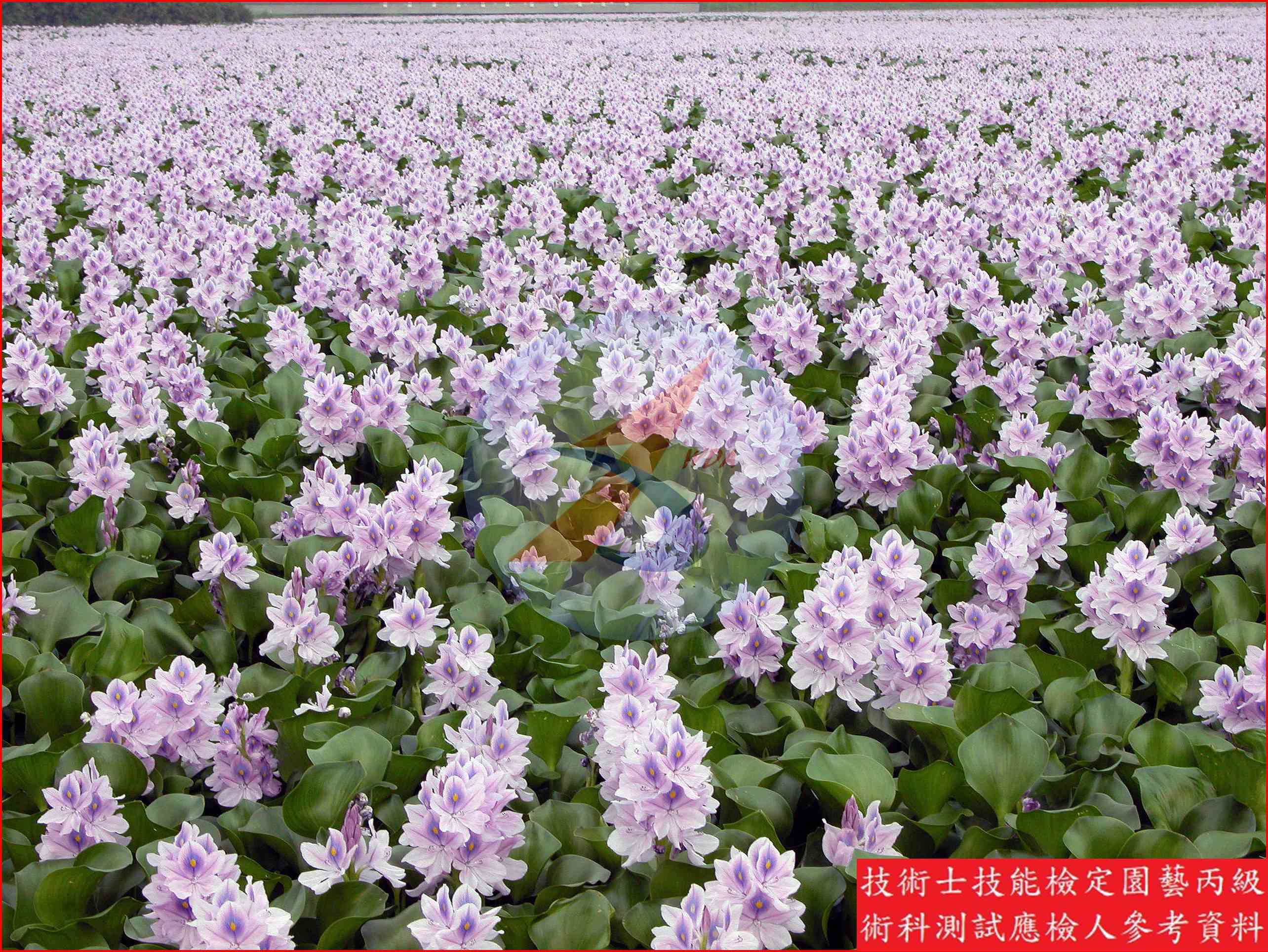 布袋蓮 園藝丙級識別圖片 3