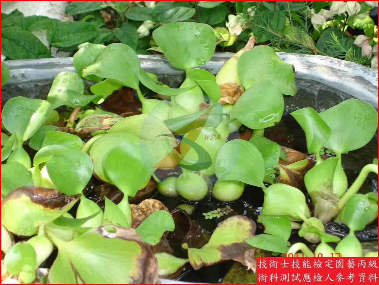 布袋蓮 園藝丙級識別圖片 5