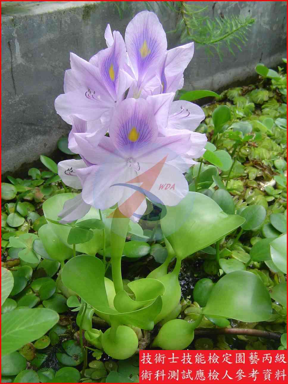布袋蓮 園藝丙級識別圖片 8