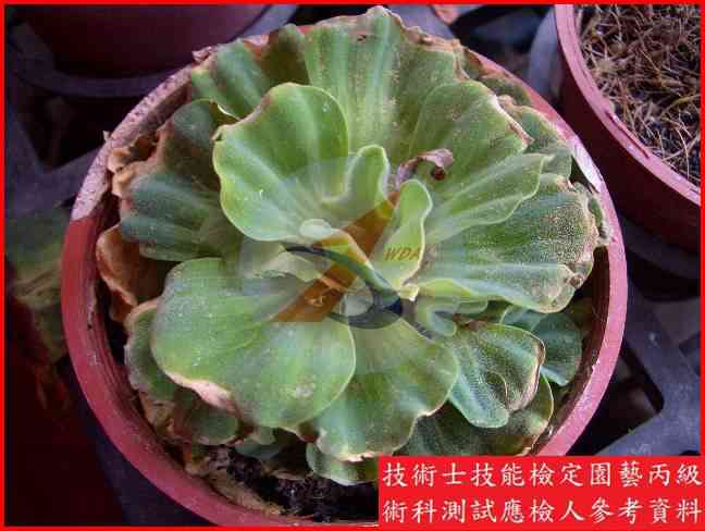 大萍 園藝丙級辨識圖片