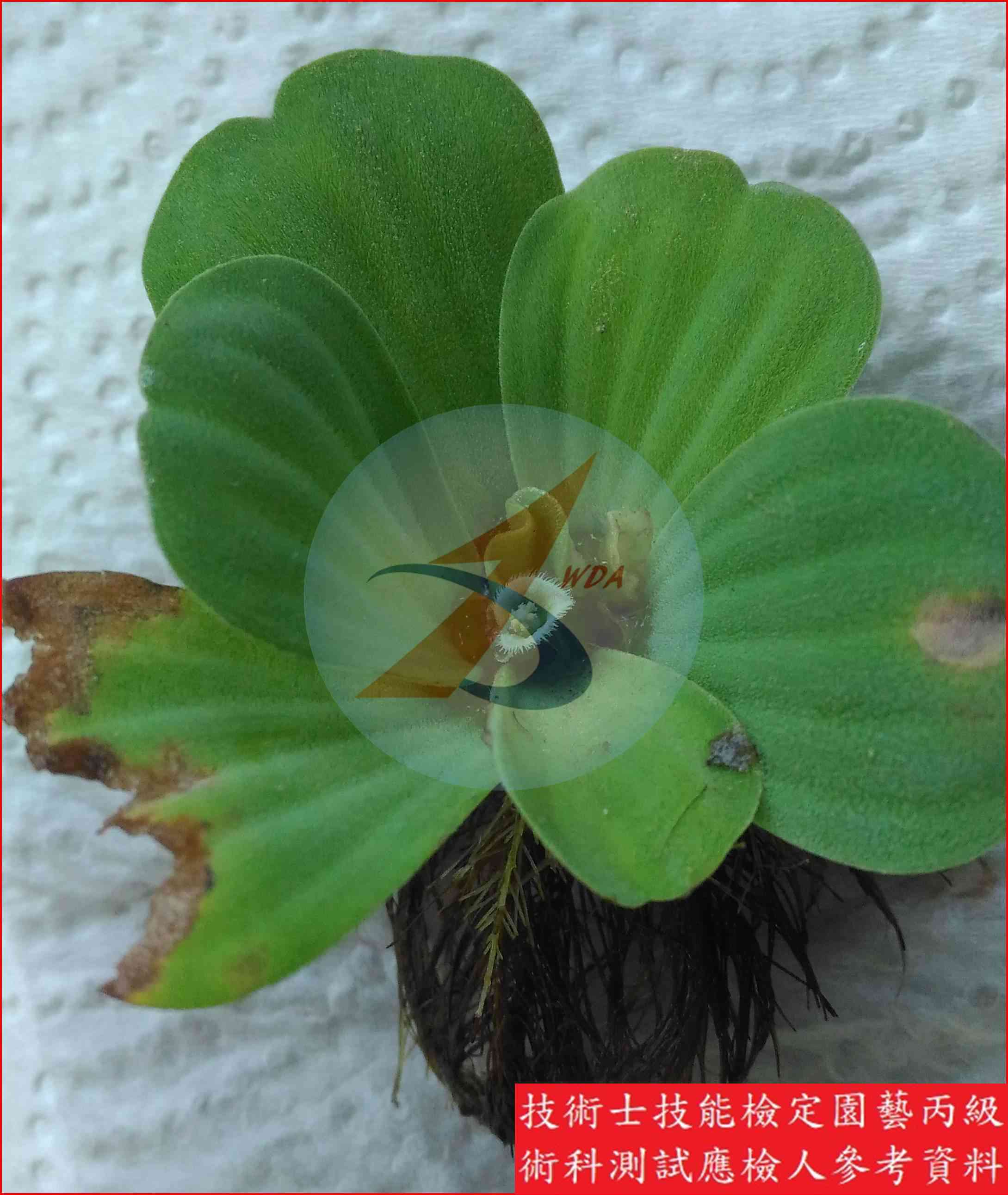 大萍 園藝丙級識別圖片 2