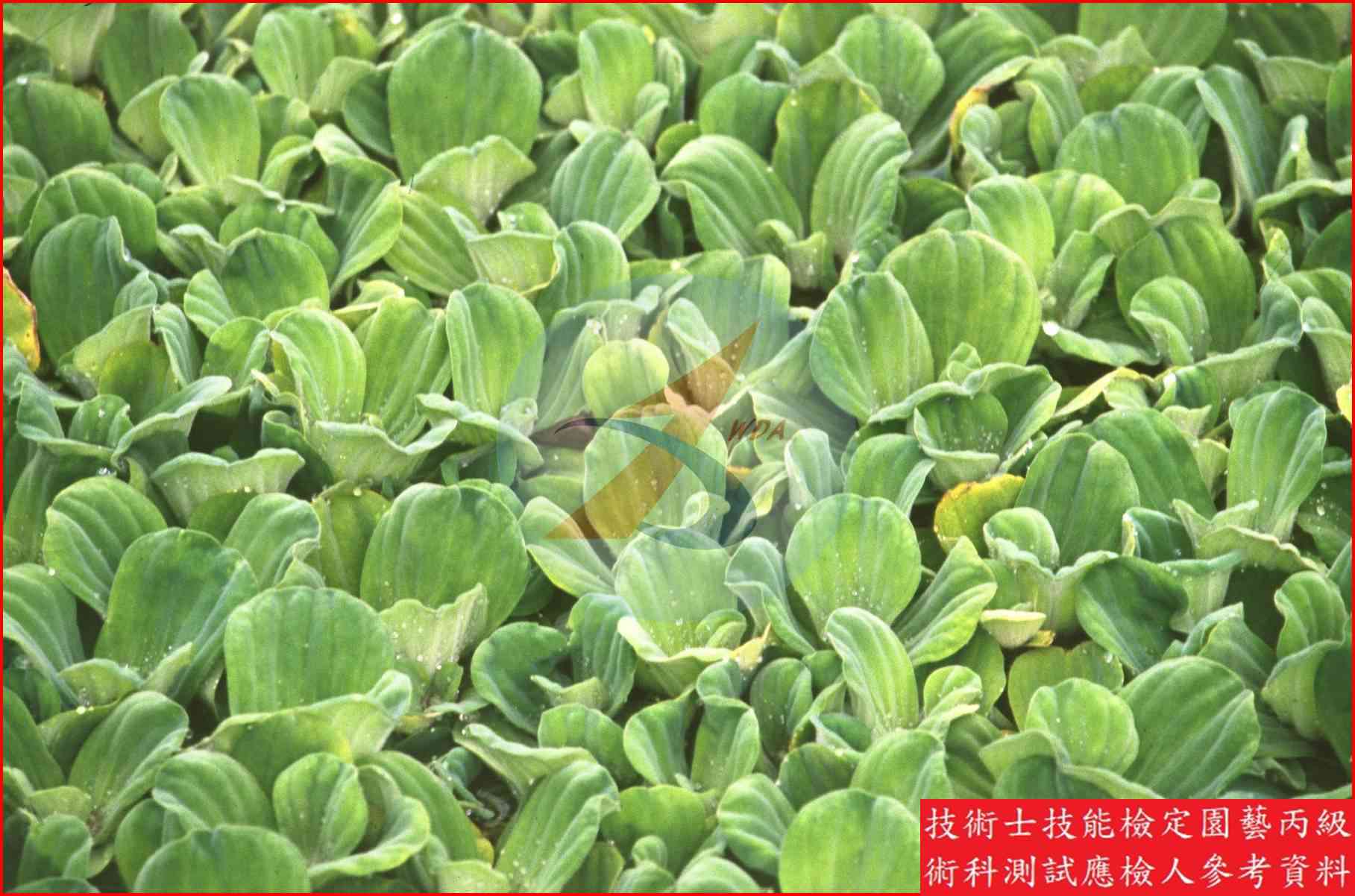 大萍 園藝丙級識別圖片 3