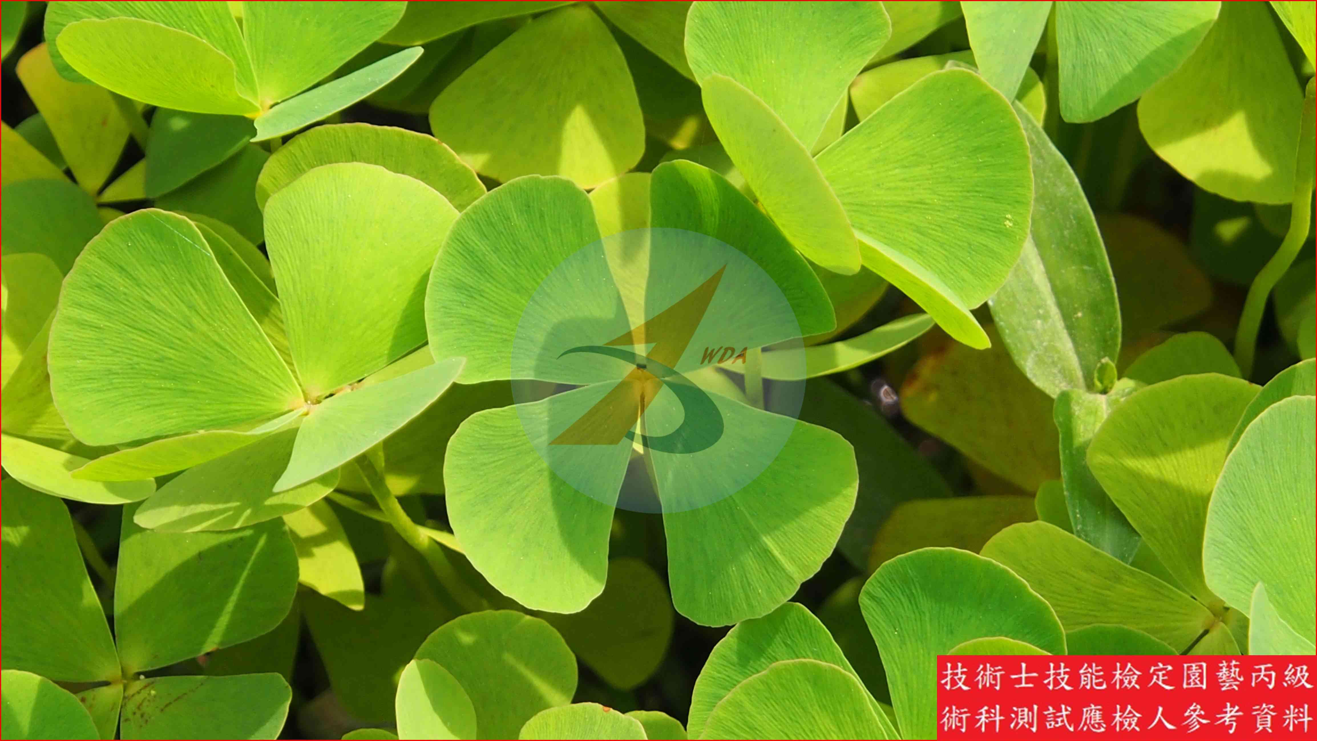田字草 園藝丙級識別圖片 3