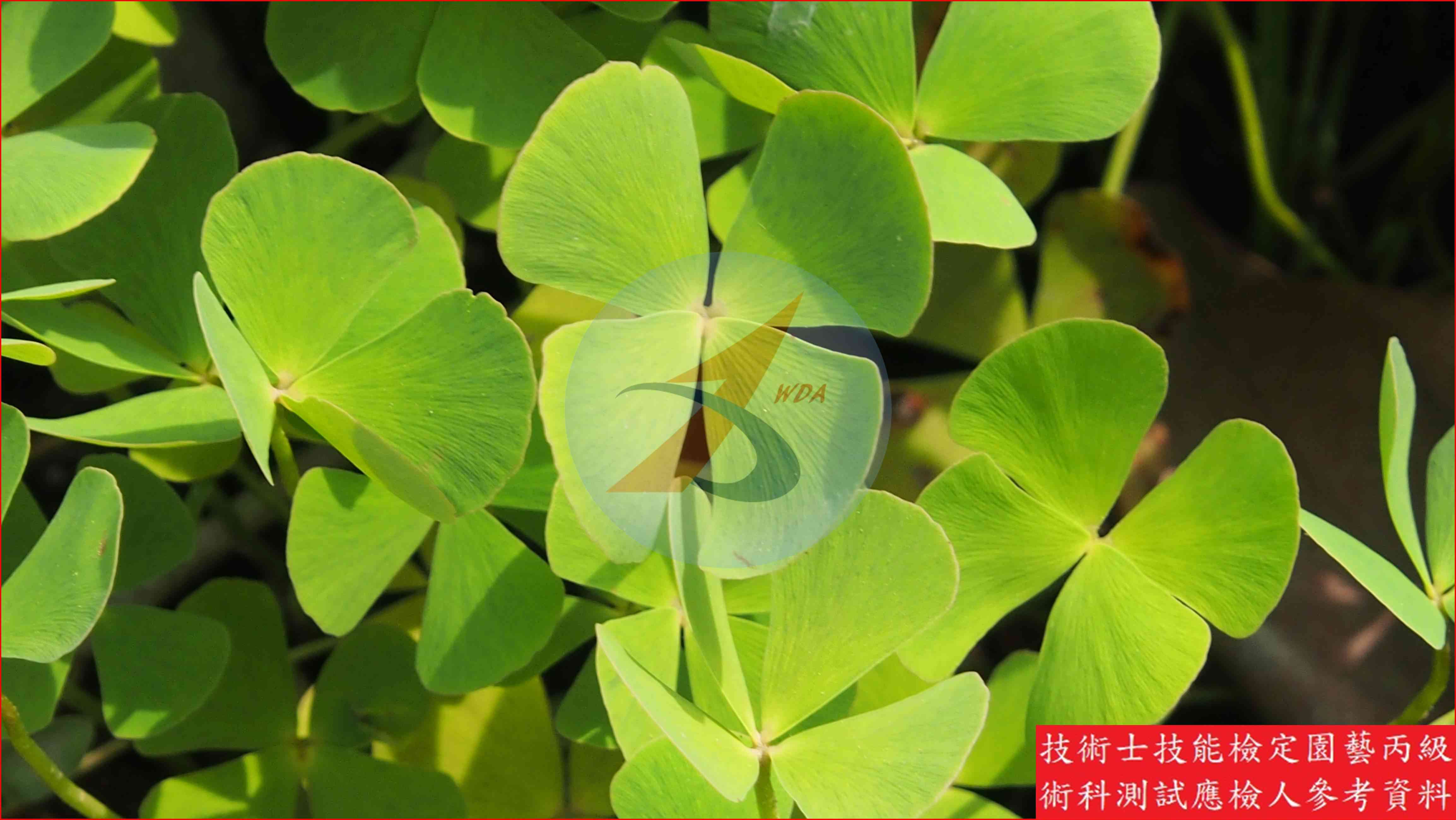 田字草 園藝丙級識別圖片 4