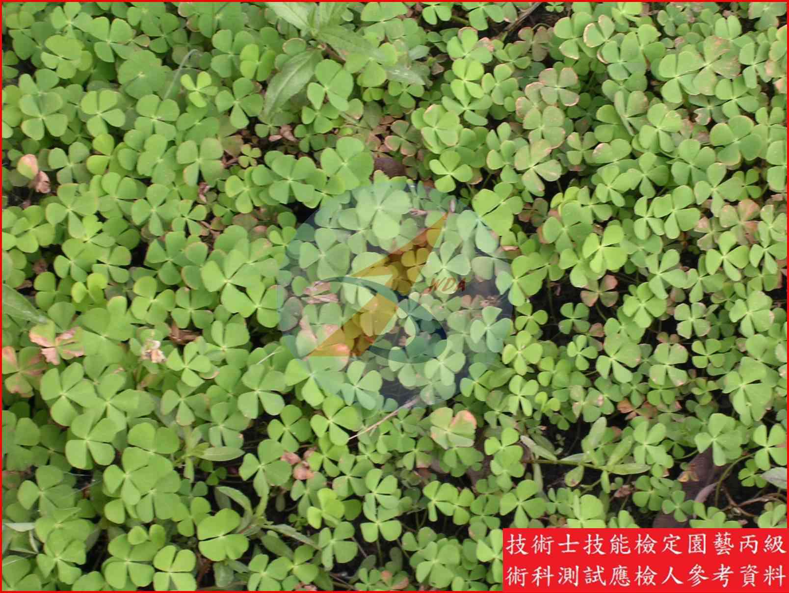 田字草 園藝丙級識別圖片 5