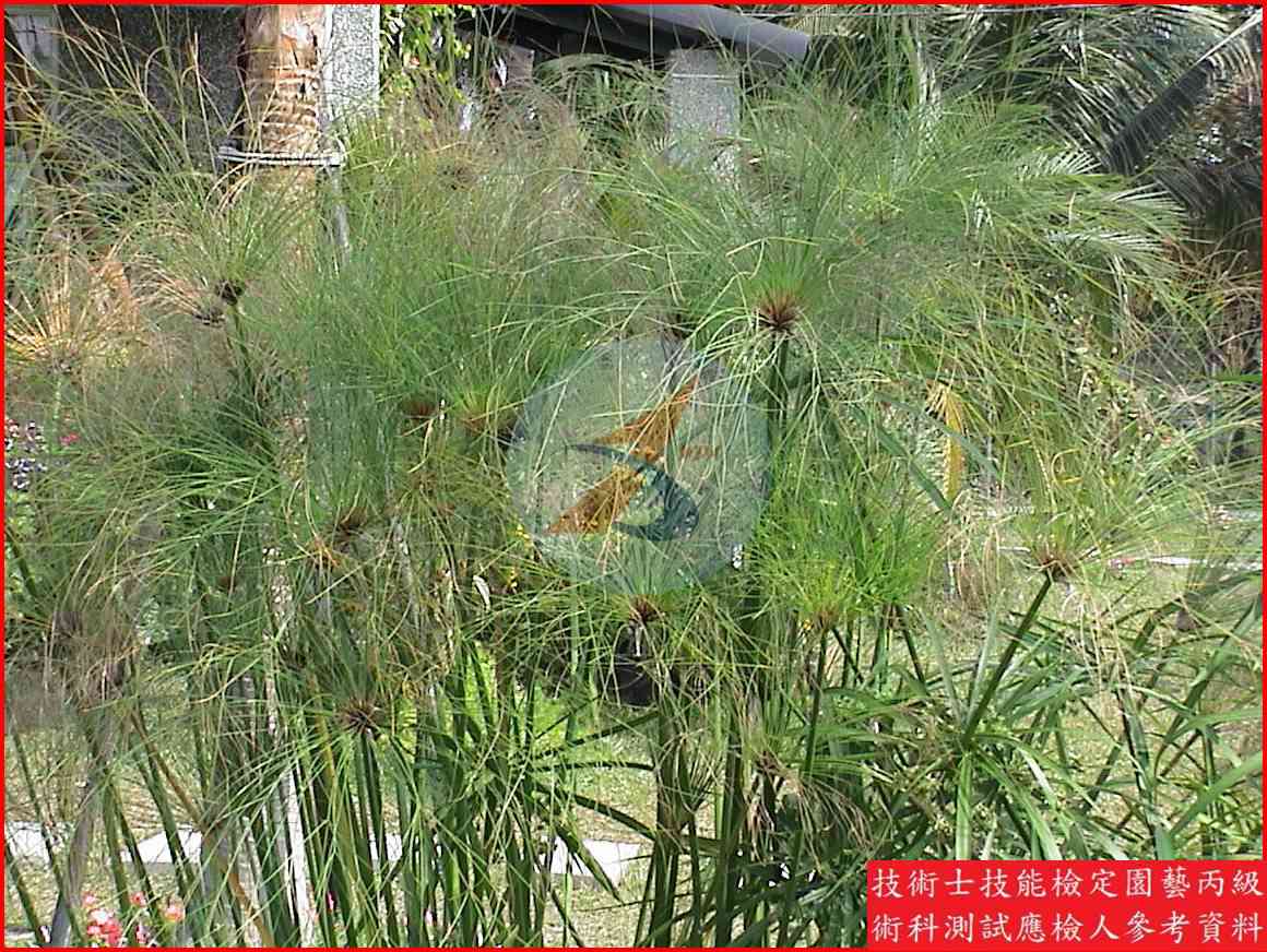 紙莎草 園藝丙級識別圖片 2