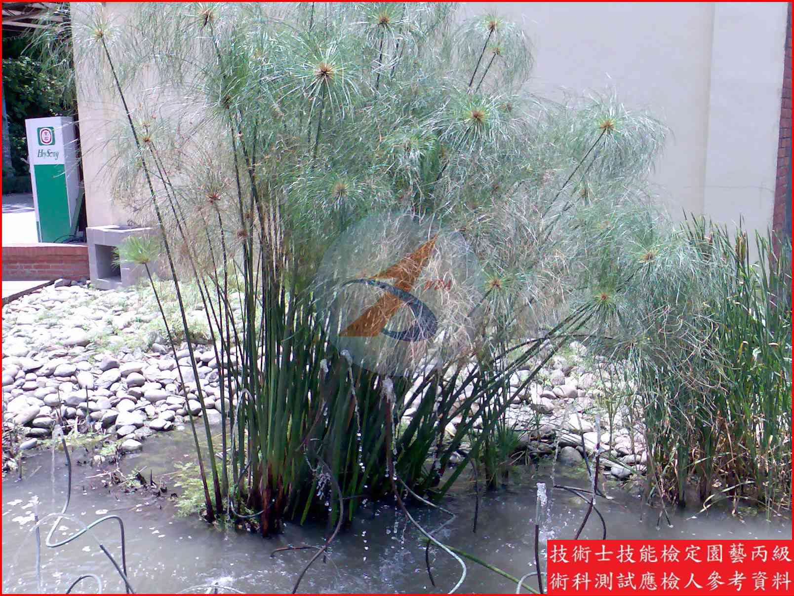 紙莎草 園藝丙級識別圖片 3