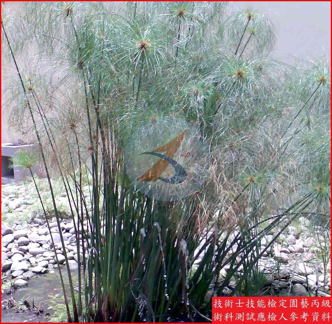 紙莎草 園藝丙級識別圖片 4