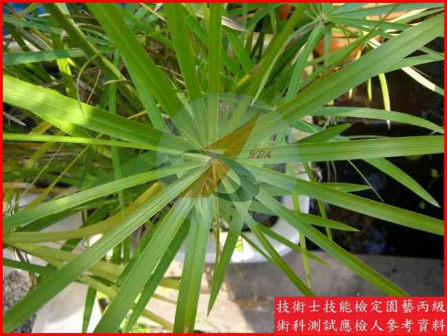 輪傘莎草 園藝丙級識別圖片 2