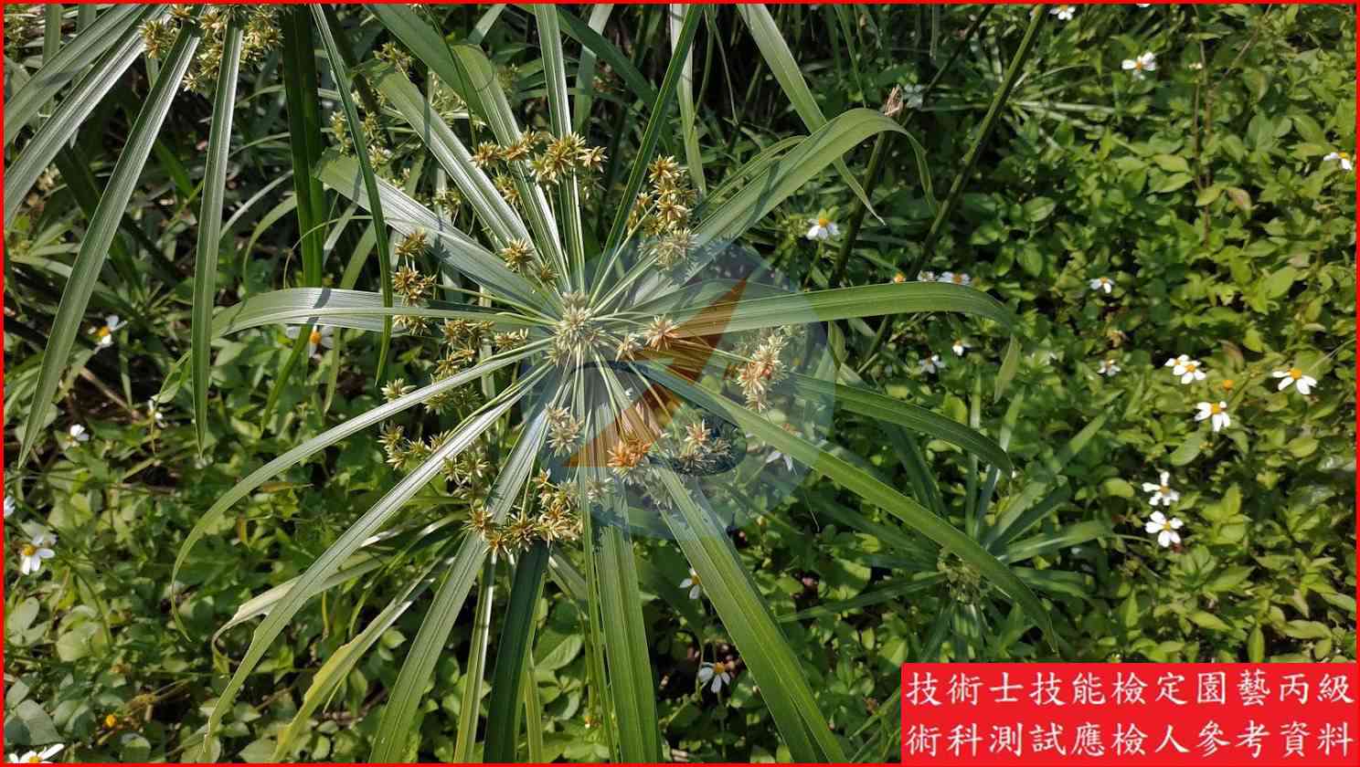 輪傘莎草 園藝丙級識別圖片 3