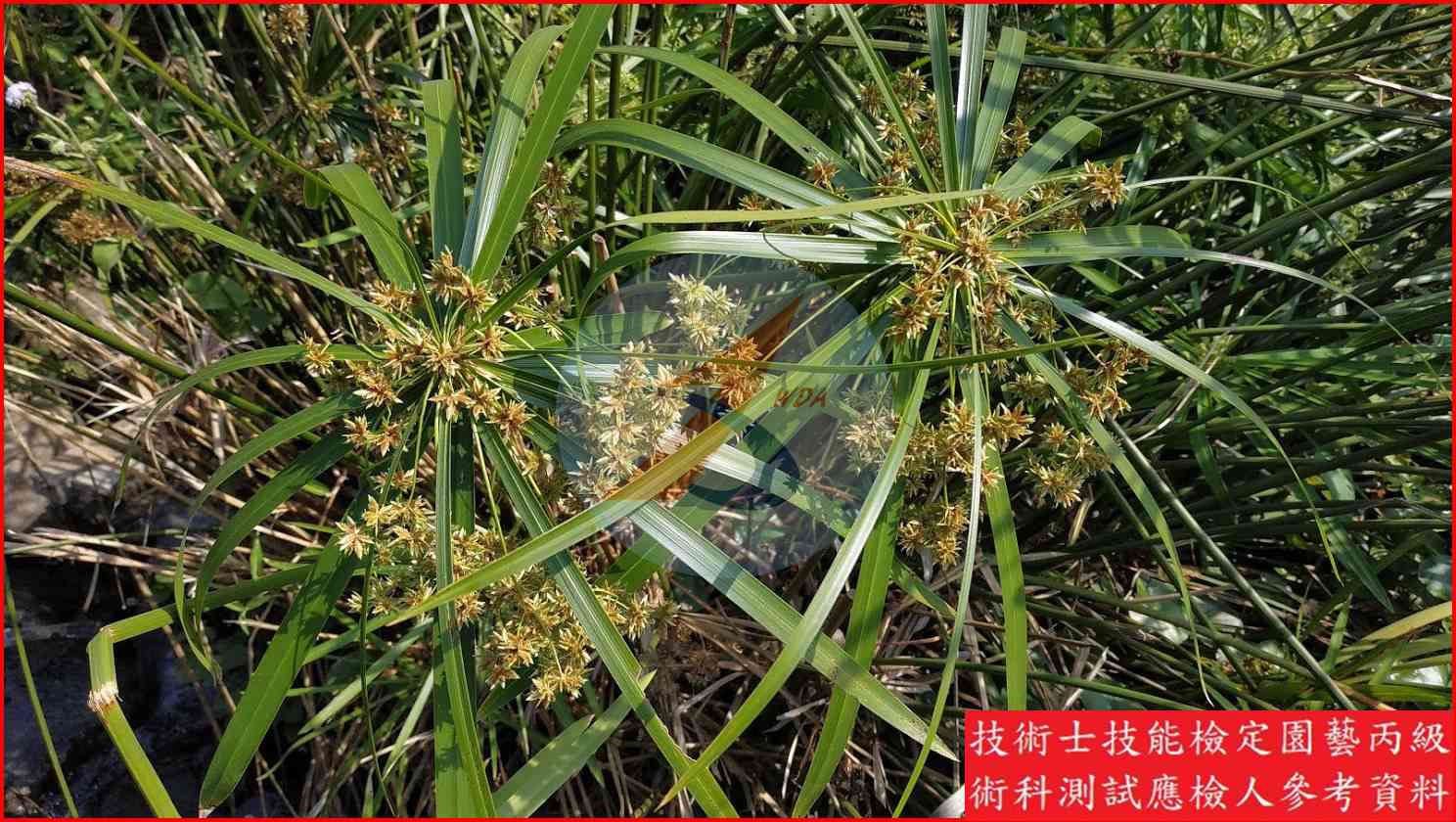 輪傘莎草 園藝丙級識別圖片 4