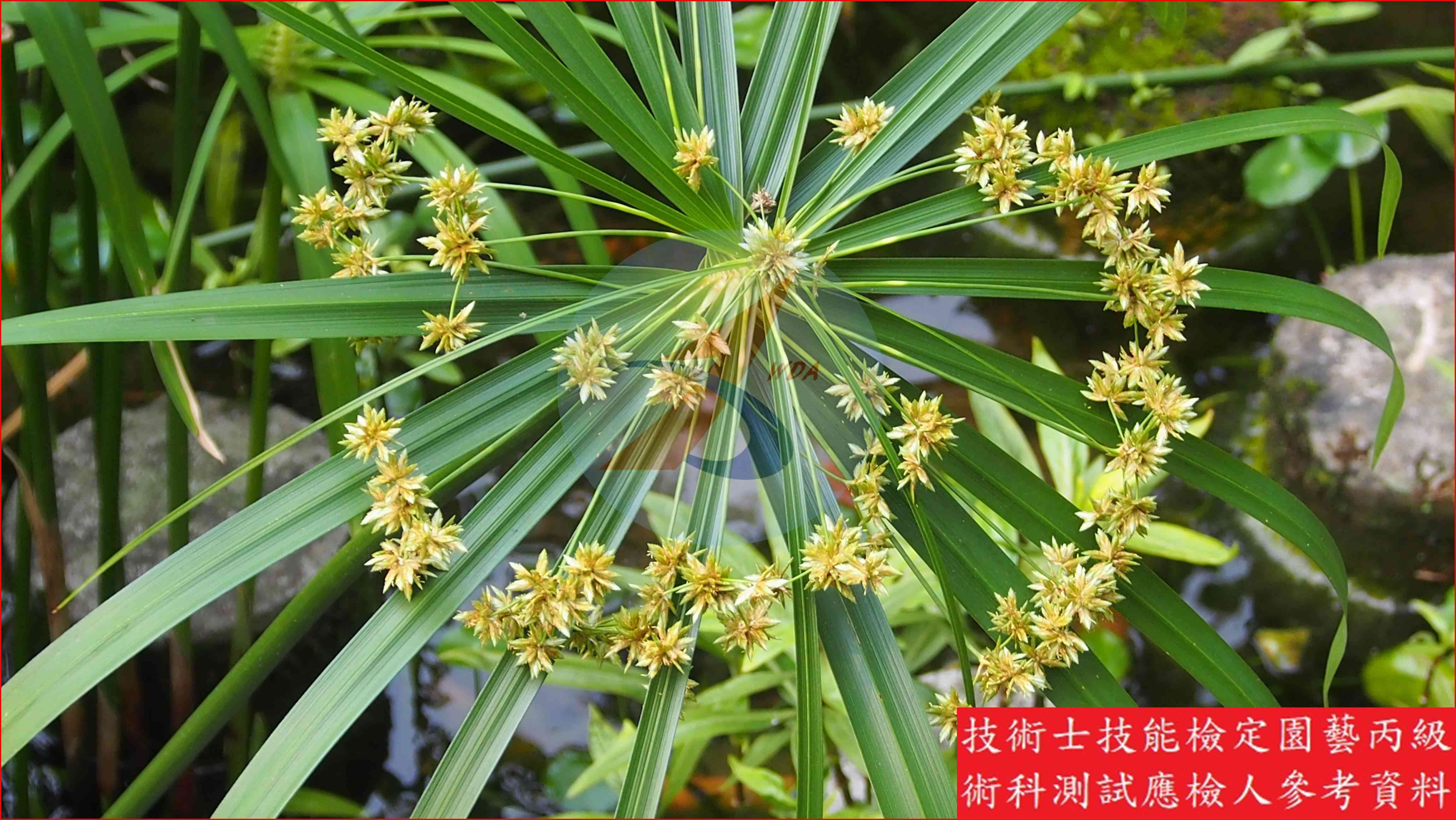 輪傘莎草 園藝丙級識別圖片 5