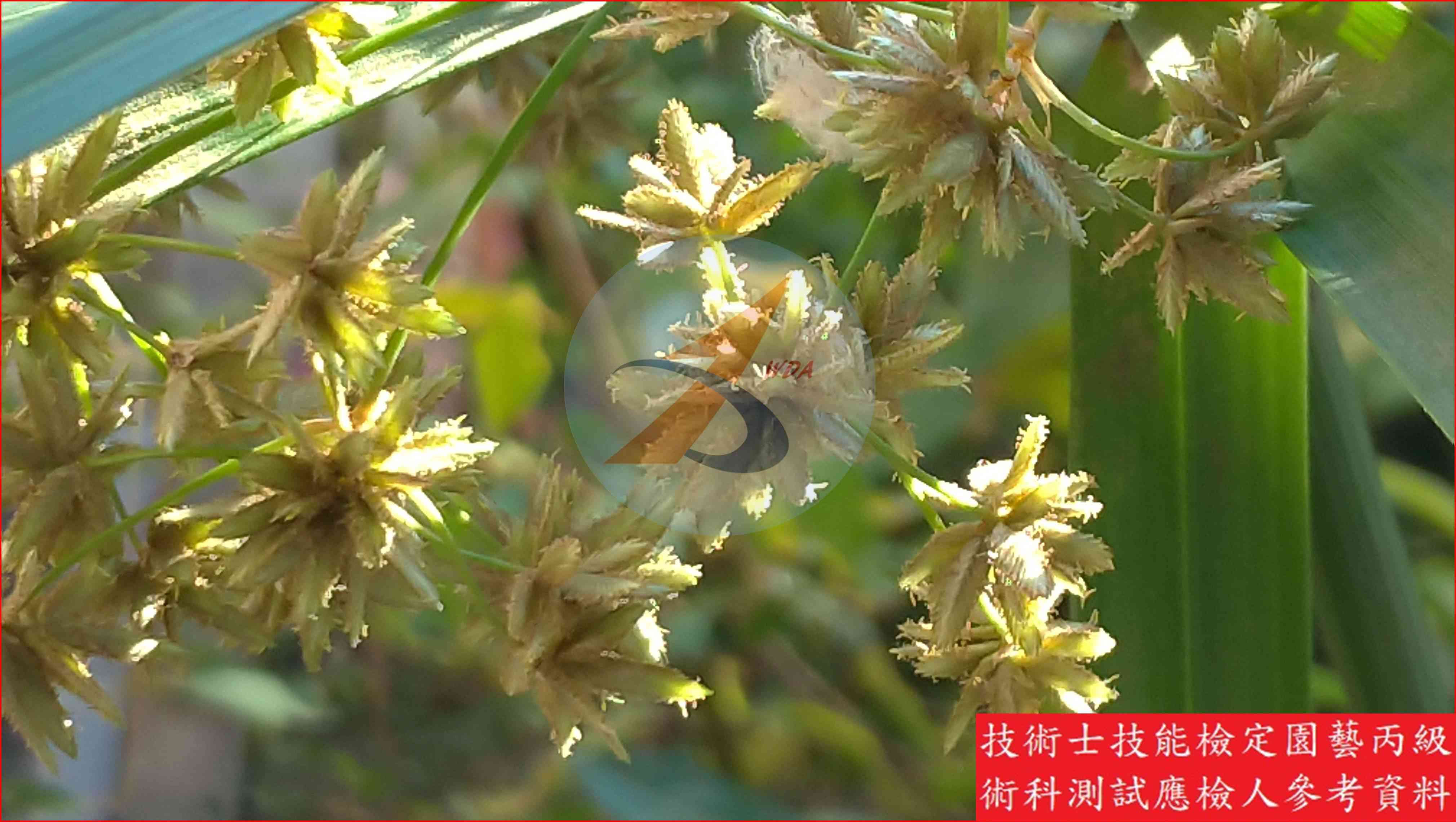 輪傘莎草 園藝丙級識別圖片 6