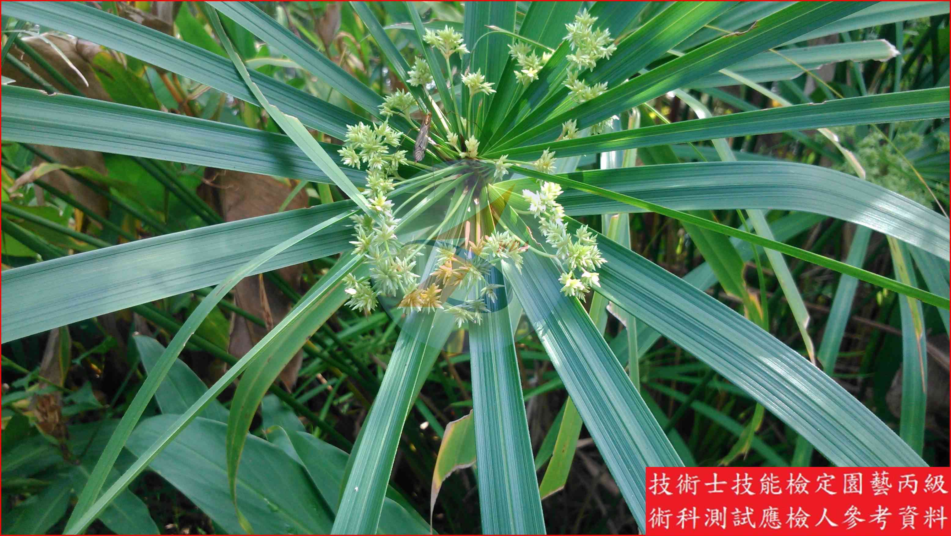 輪傘莎草 園藝丙級識別圖片 7