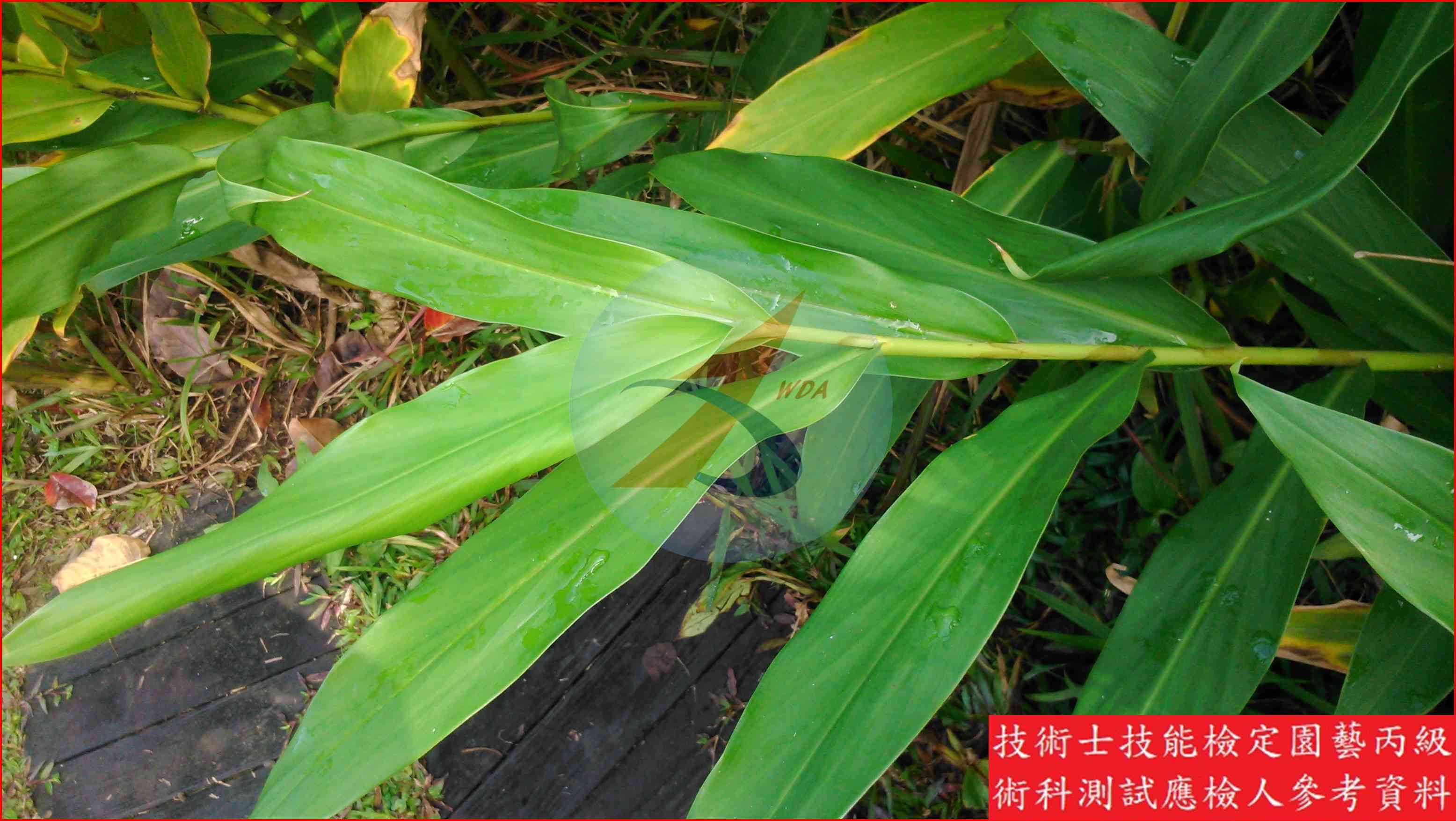 野薑花 園藝丙級辨識圖片