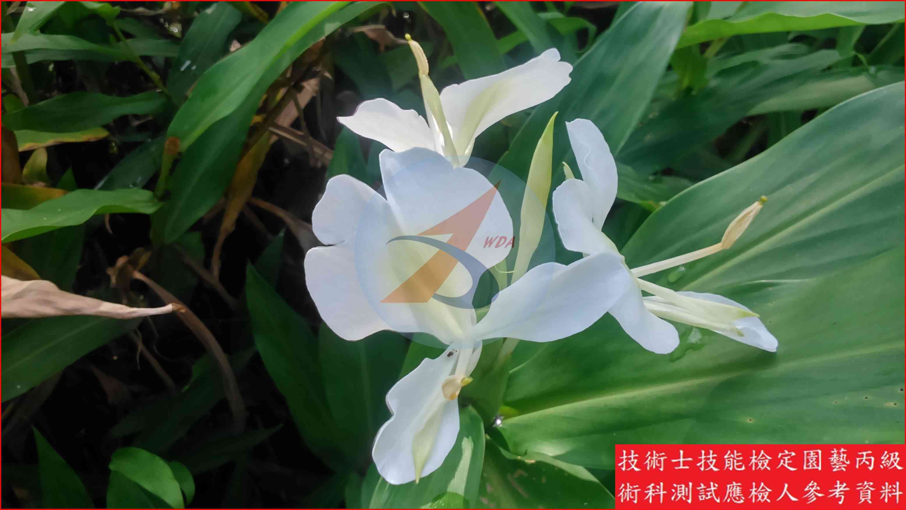 野薑花 園藝丙級識別圖片 2