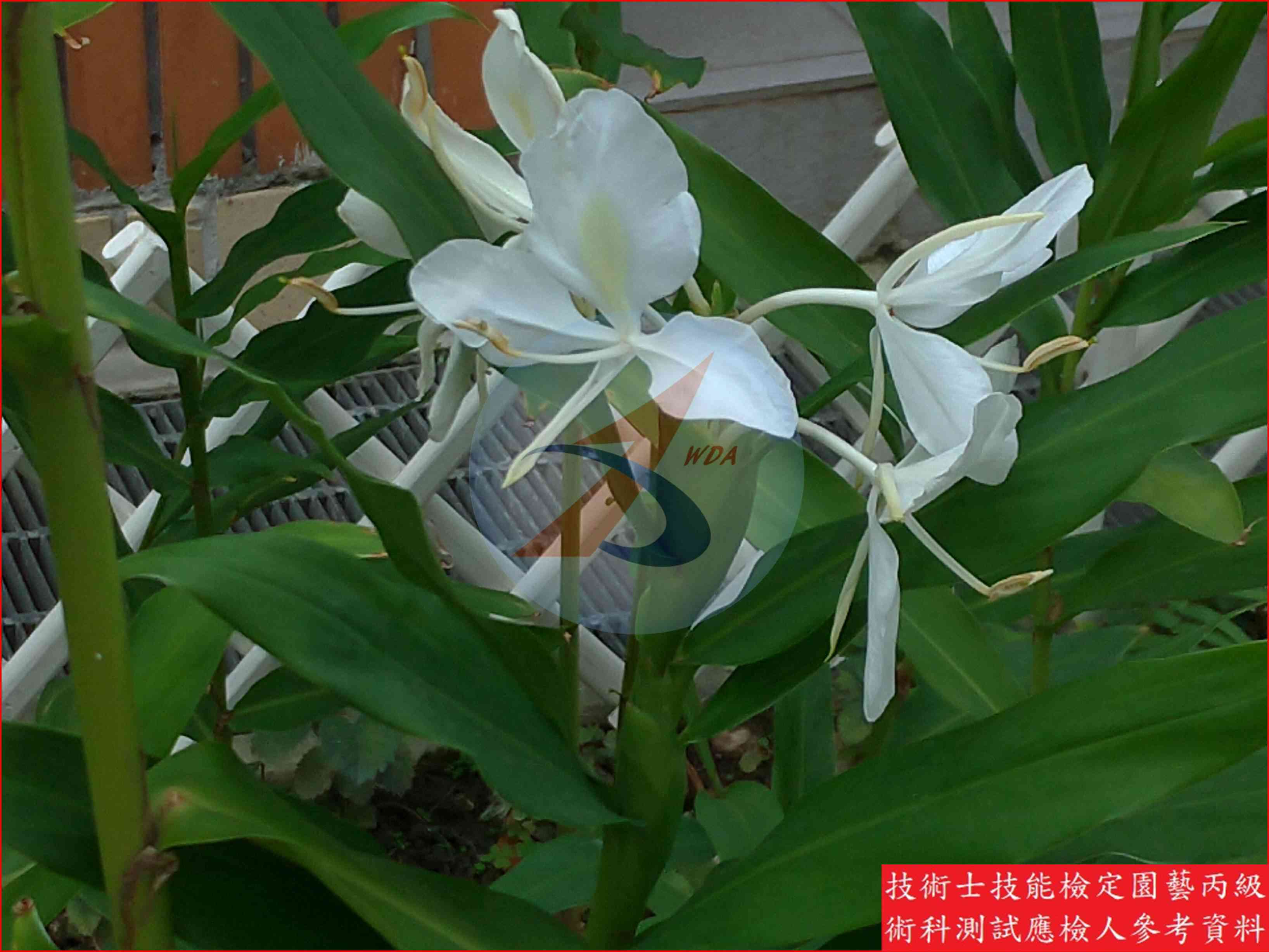 野薑花 園藝丙級識別圖片 3