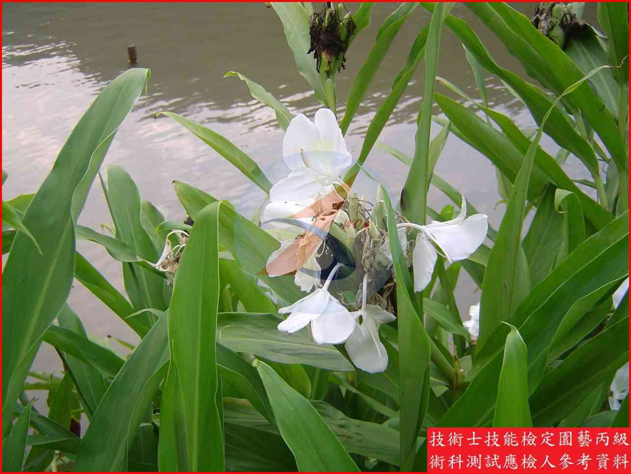 野薑花 園藝丙級識別圖片 4